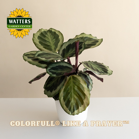 Potted plant with Watters Garden Center logo and text 'Colorfull Like a Prayer' on a beige background