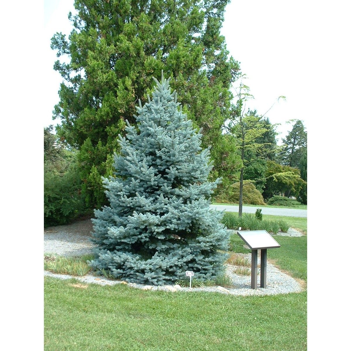 FAT ALBERT SPRUCE 15gal