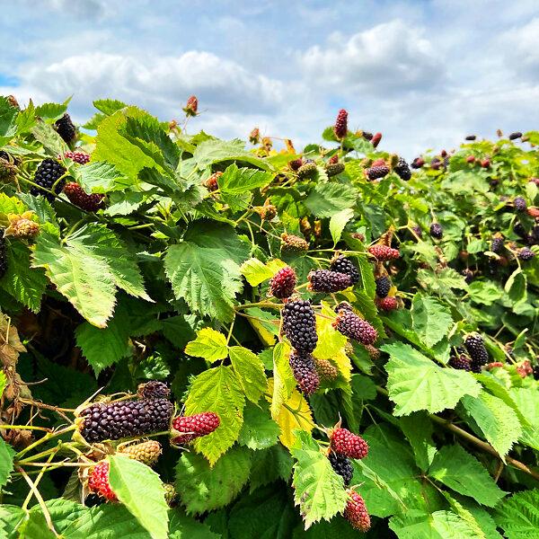 COLUMBIA STAR THORNLESS BLACKBERRY 1gal