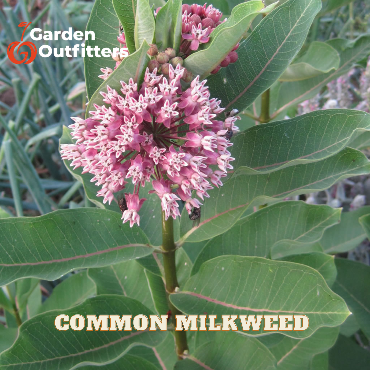 A close-up of a common milkweed plant with clusters of pink flowers and green leaves, with the text 'COMMON MILKWEED' and a Garden Outfitters logo overlaid on the image.