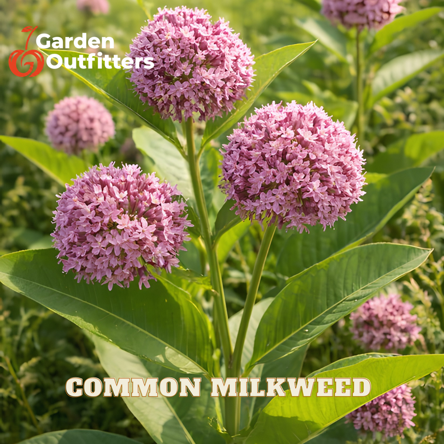 Common milkweed plant with round pink flower clusters and green leaves, shown outdoors with the text 'COMMON MILKWEED' and a Garden Outfitters logo.