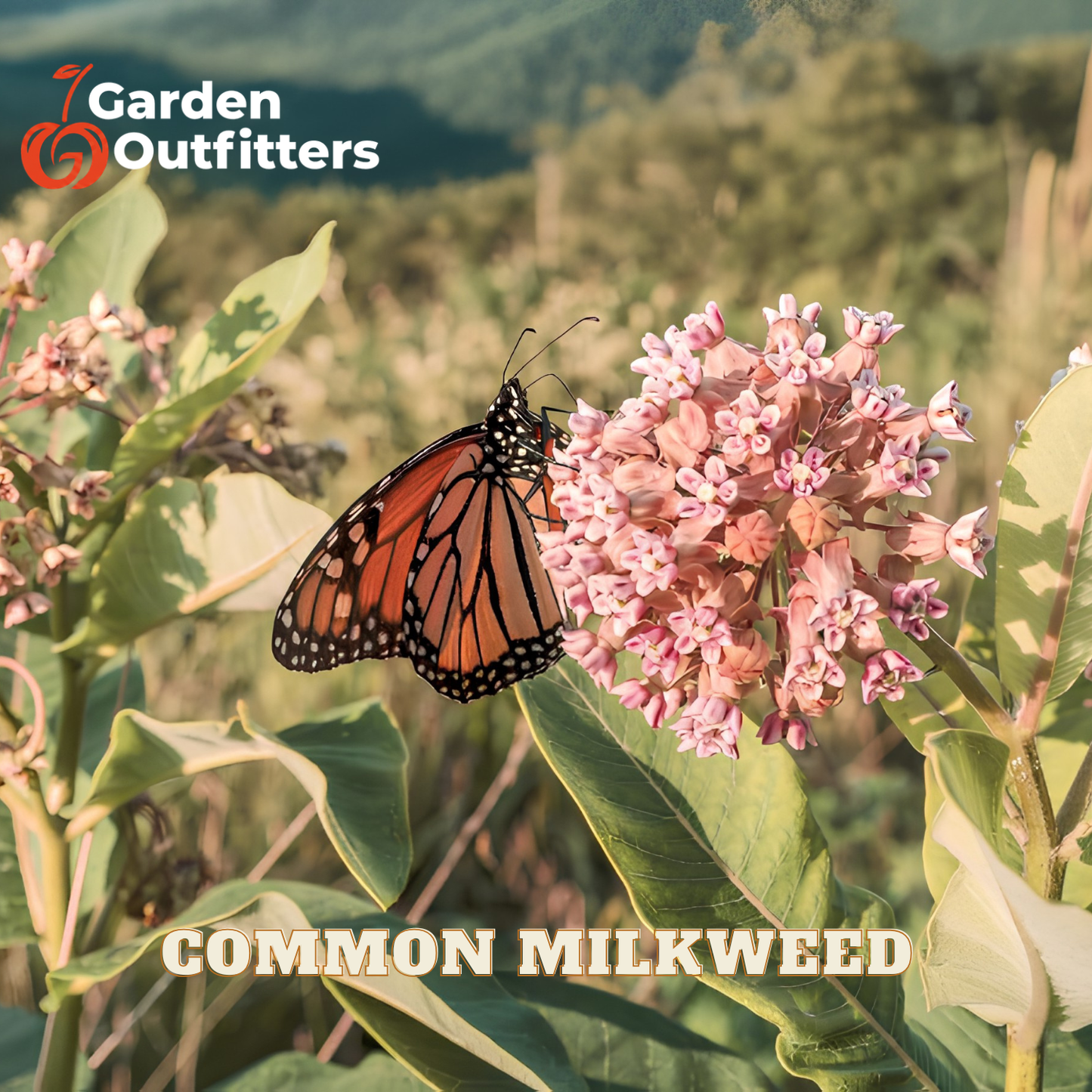 A monarch butterfly perched on a cluster of pink common milkweed flowers, with green leaves and a blurred outdoor landscape in the background. The Garden Outfitters logo appears in the top left, and the words 'COMMON MILKWEED' are printed at the bottom.