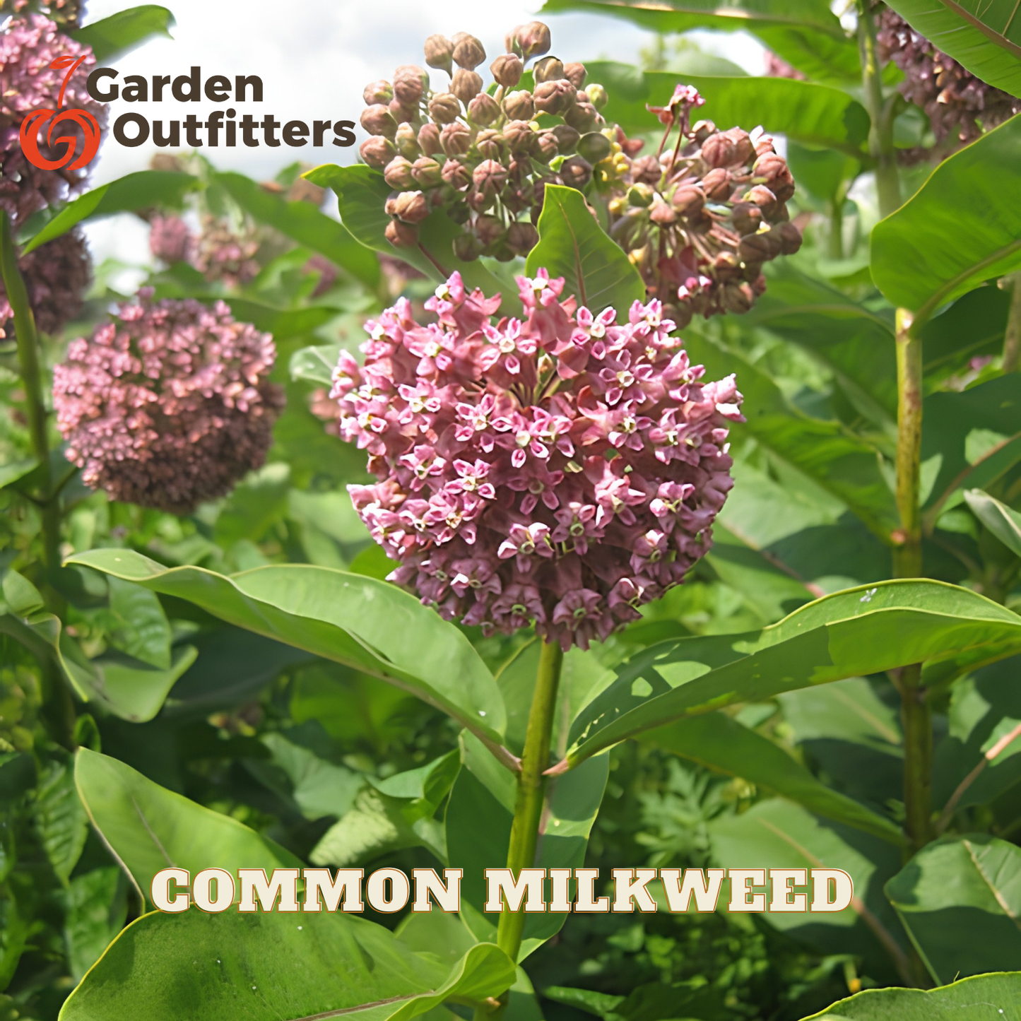 Common milkweed plant with pink flower clusters and green leaves, shown outdoors with a Garden Outfitters logo and the text 'COMMON MILKWEED' overlaid.