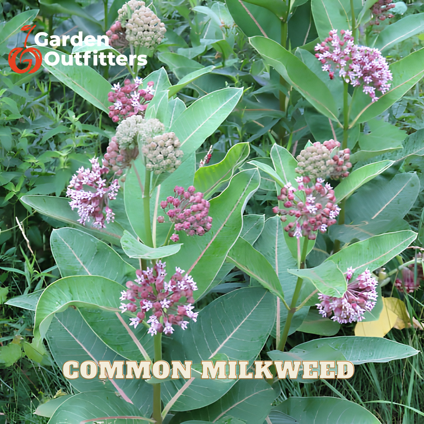 Common milkweed plant with green leaves and clusters of pinkish-purple flowers, shown in a garden setting with a Garden Outfitters logo and 'COMMON MILKWEED' text overlay.