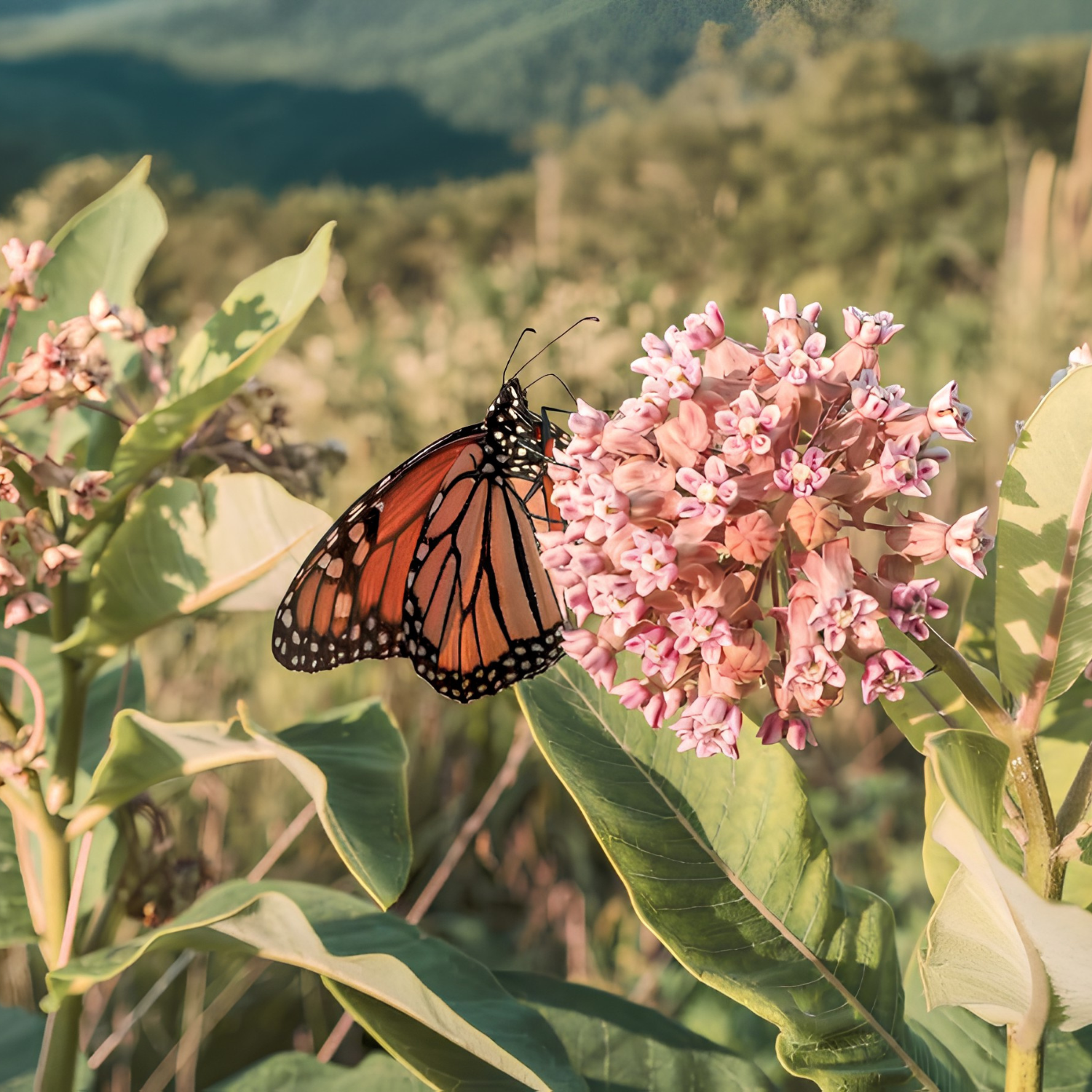A monarch butterfly with orange, black, and white wings rests on a cluster of light pink milkweed flowers, surrounded by green leaves with a blurred natural background of hills.