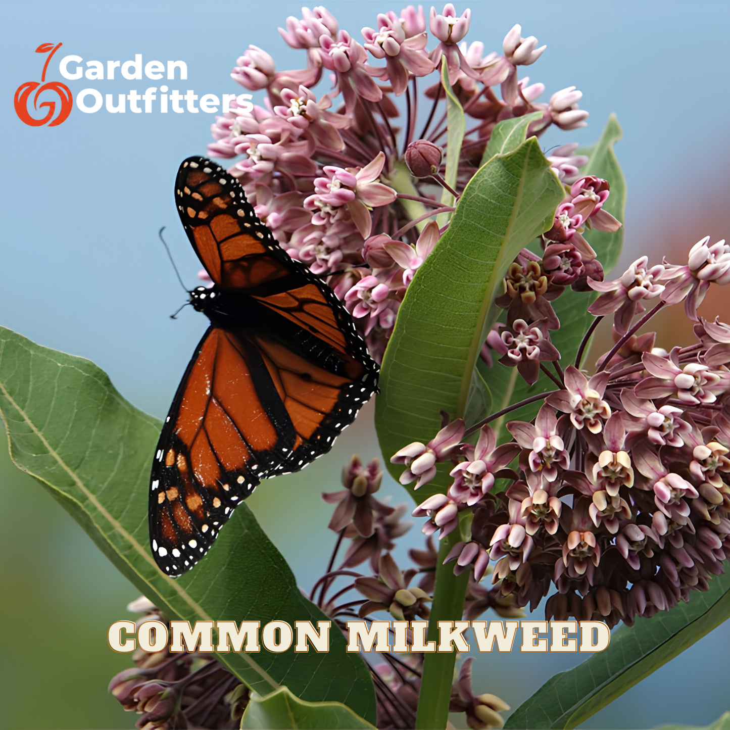 Common milkweed plant with clusters of pinkish-purple flowers, green leaves, and a monarch butterfly on a blue sky background. Garden Outfitters logo appears in the top left, and 'COMMON MILKWEED' is written at the bottom.