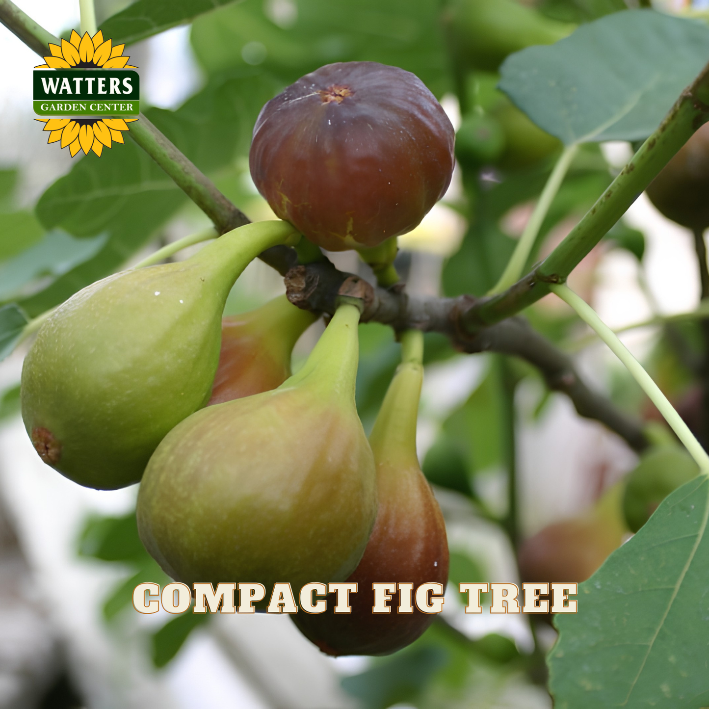 Figs on a branch with Watters Garden Center logo and text 'Compact Fig Tree'.