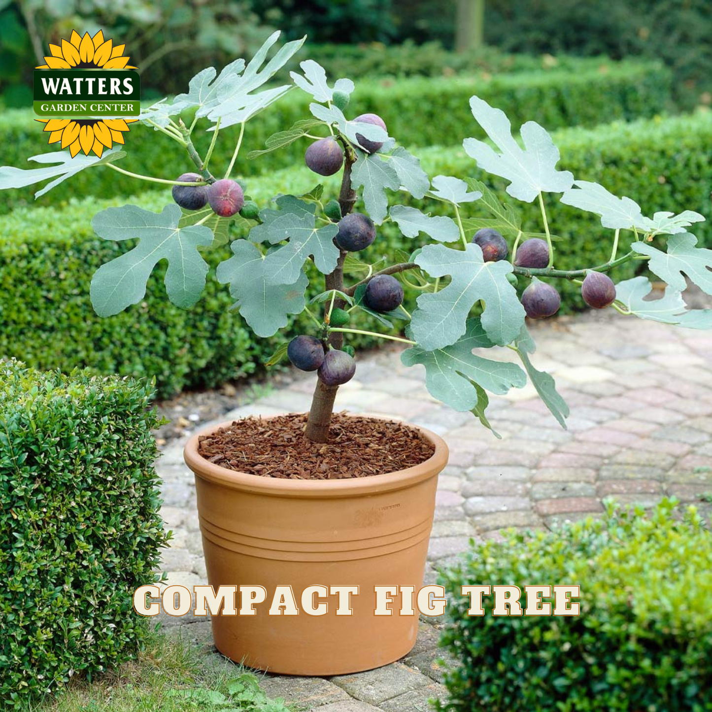 Potted compact fig tree with fruits in a garden setting, featuring Watters Garden Center branding.