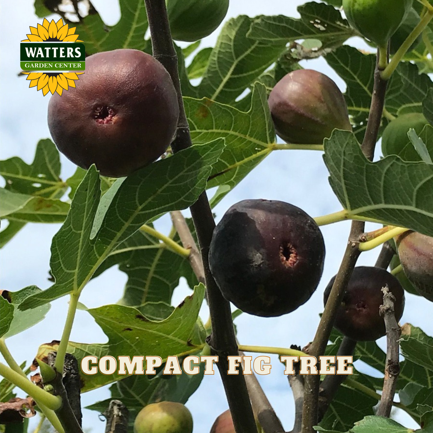 Figs on a tree branch with Watters Garden Center logo and text.