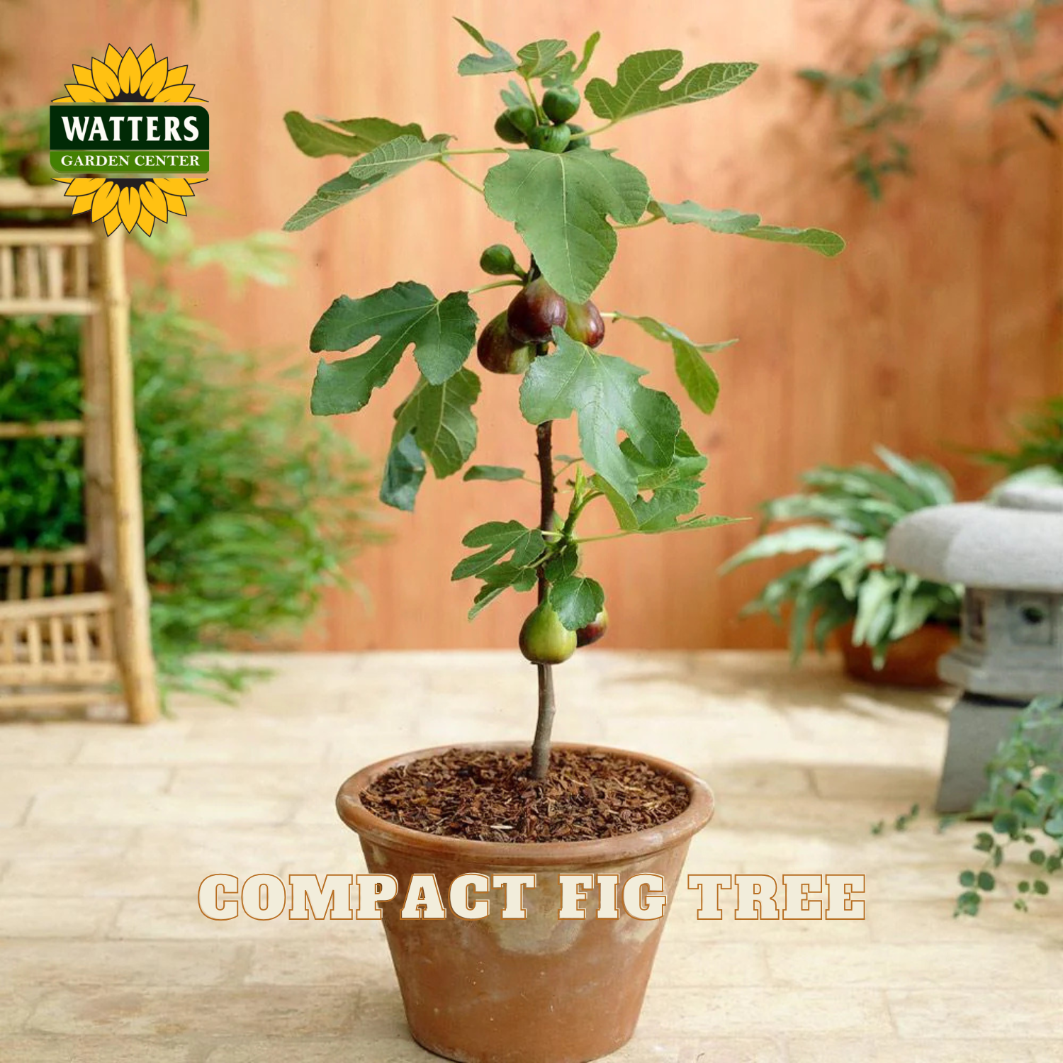Potted compact fig tree with Watters Garden Center branding in a garden setting.