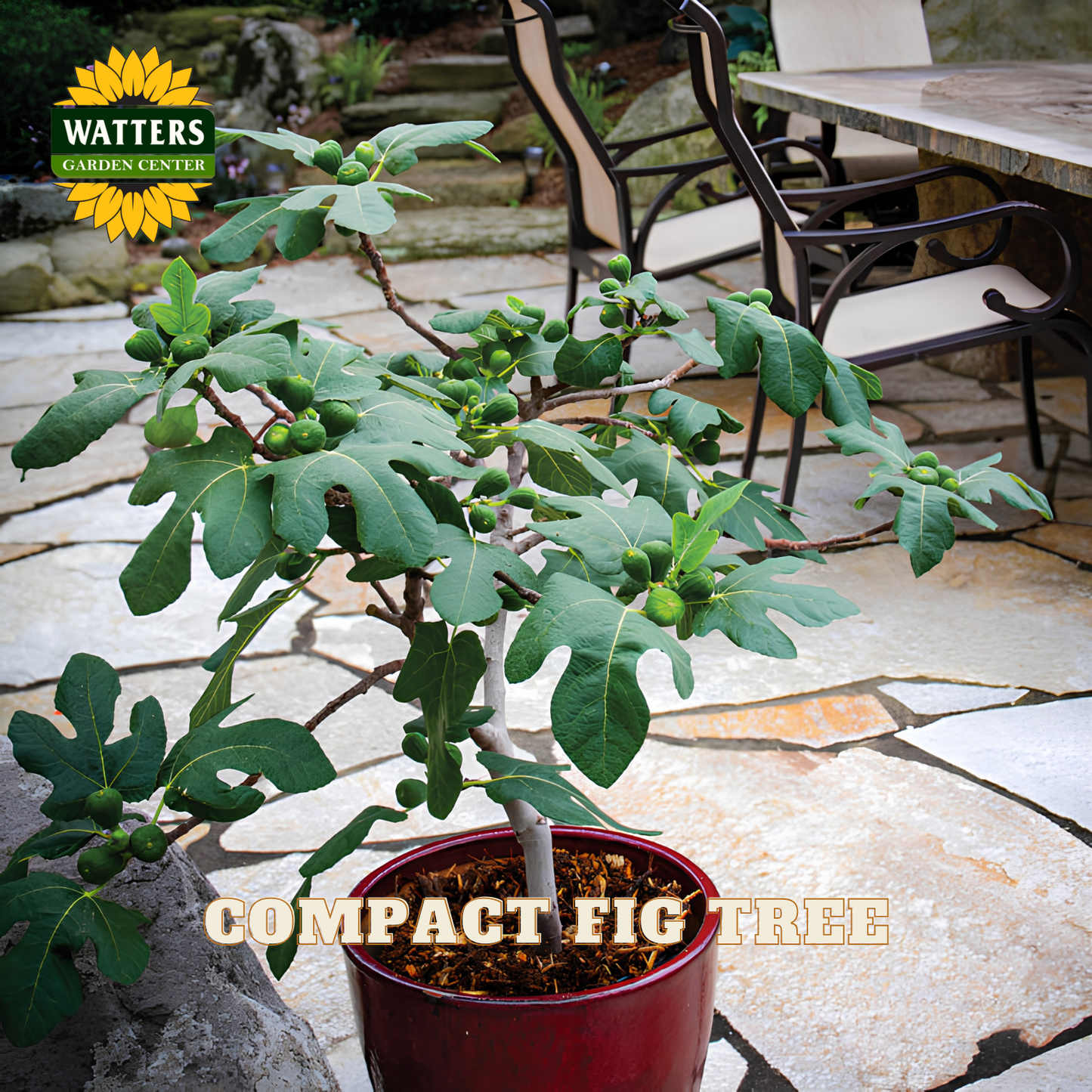 Potted compact fig tree on a stone patio with Watters Garden Center branding.