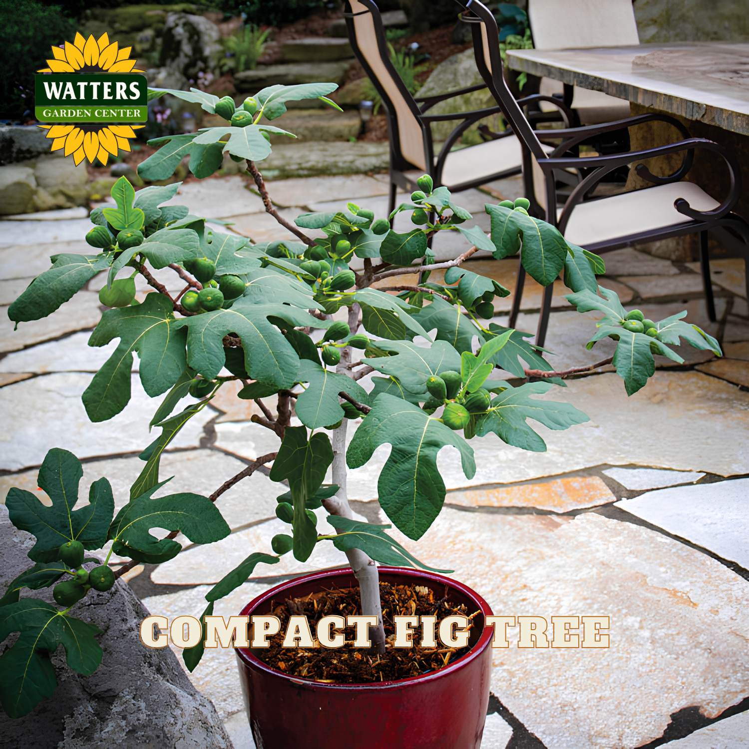 Potted compact fig tree on a stone patio with Watters Garden Center branding.