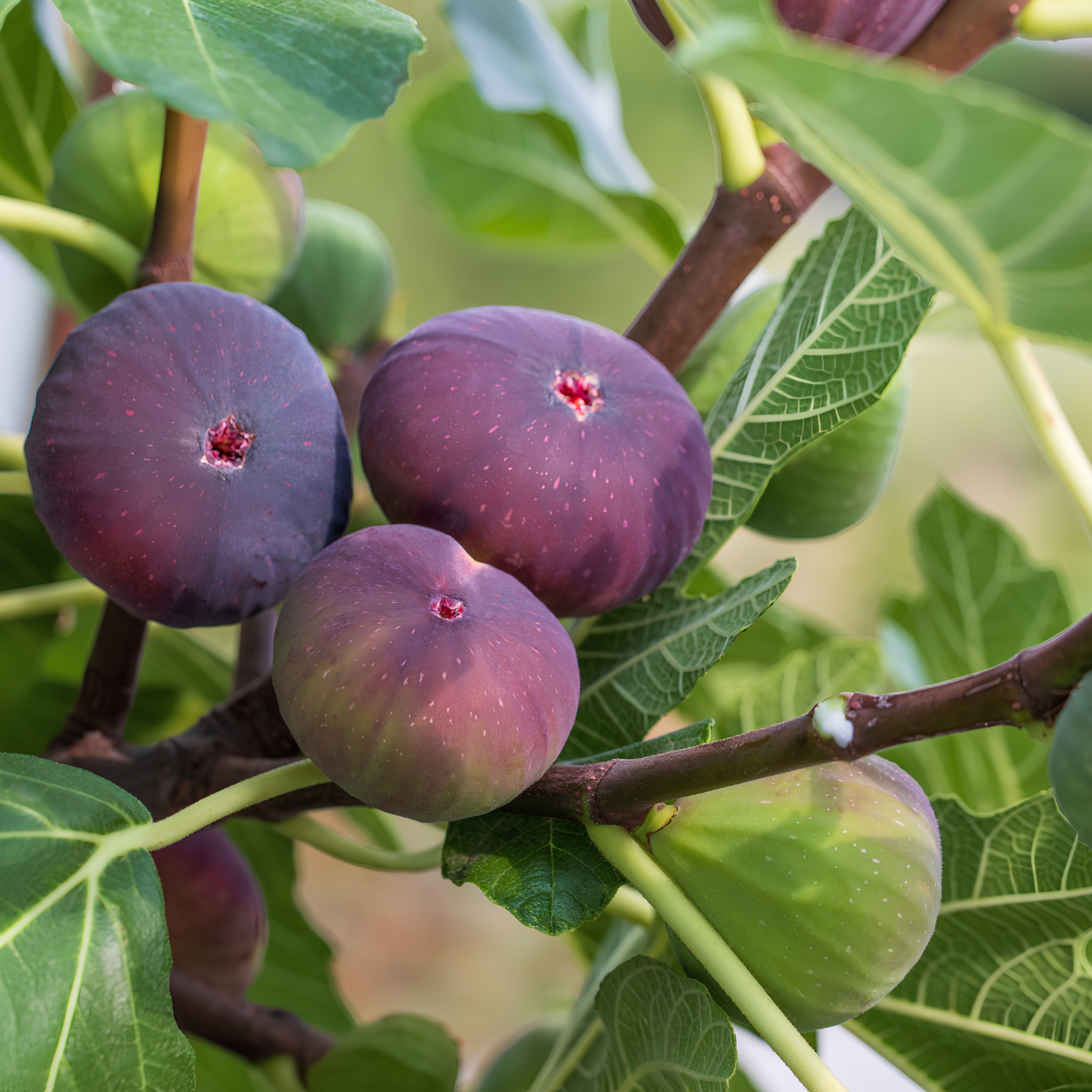 Ripe figs on a tree branch with green leaves
