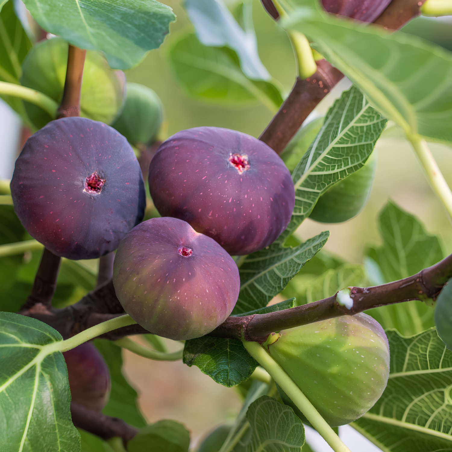 Ripe figs on a tree branch with green leaves