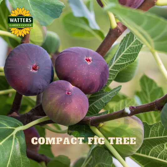 Purple figs on a branch with green leaves, Watters Garden Center logo visible
