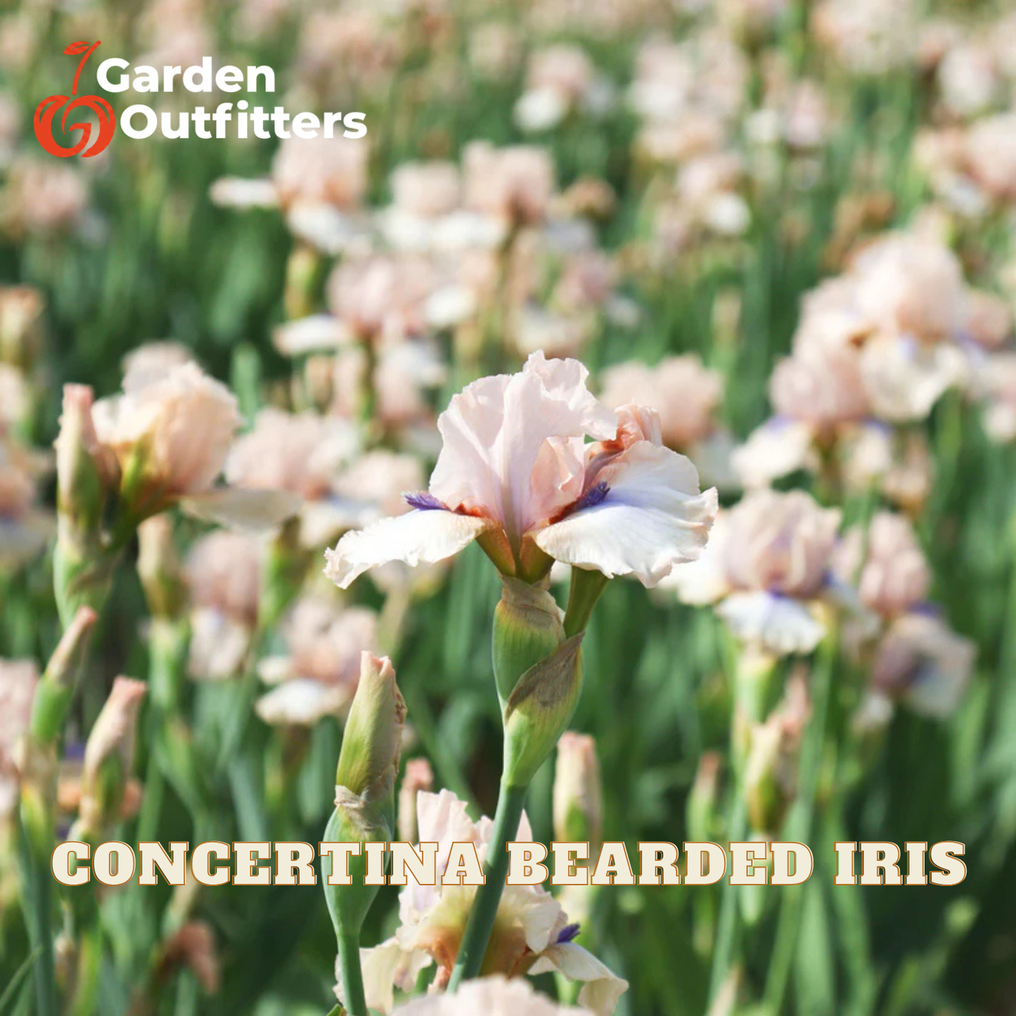 A close-up of a pale pink and white bearded iris flower in a field, with blurred iris blooms and green stems in the background. Text overlays read 'Garden Outfitters' and 'CONCERTINA BEARDED IRIS'.