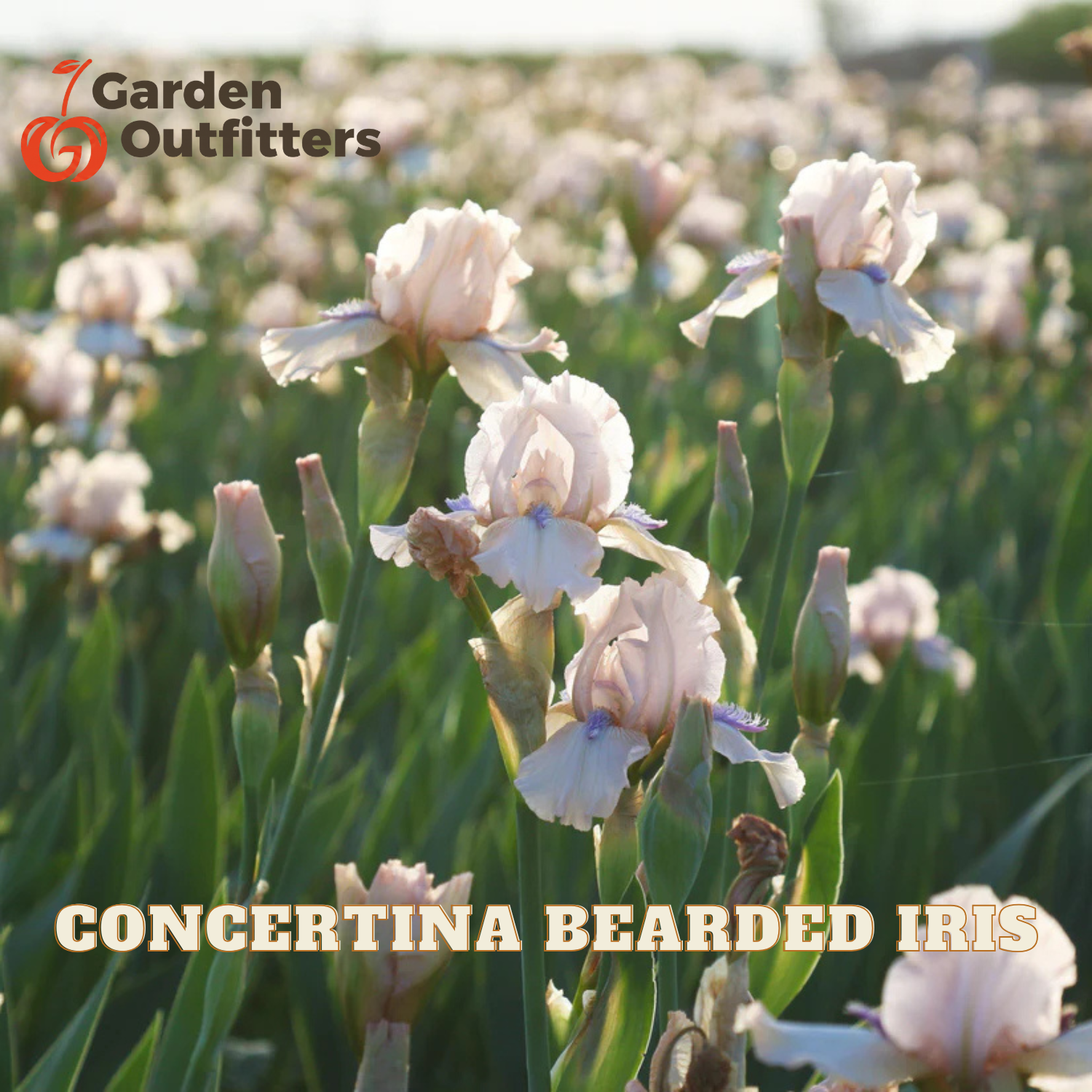 A field of pale pink and white bearded iris flowers with green stems, overlaid with the Garden Outfitters logo and the text 'CONCERTINA BEARDED IRIS'.