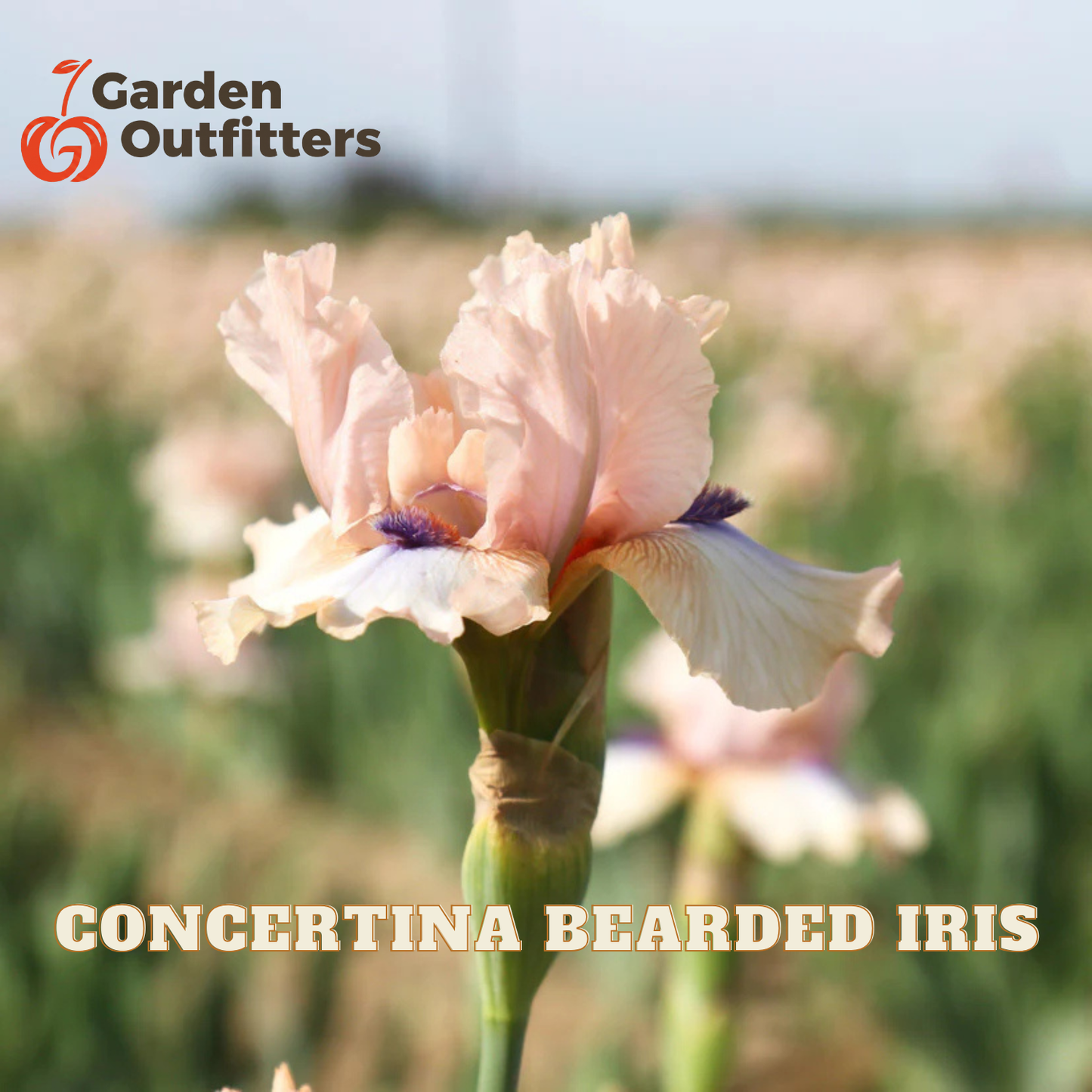 A close-up of a pale pink bearded iris flower in a blurred field, with the Garden Outfitters logo in the top left and the text 'CONCERTINA BEARDED IRIS' at the bottom.