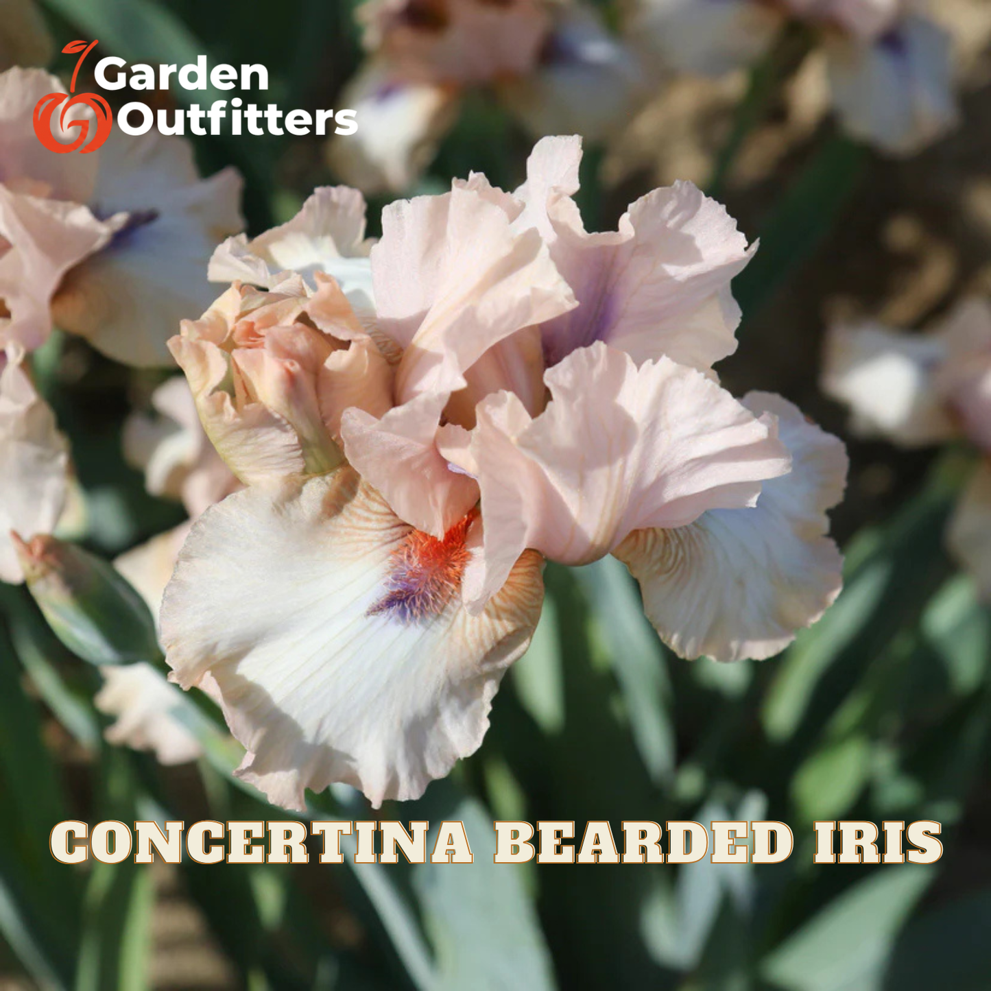A close-up of a pale pink and white bearded iris flower with green foliage in the background, featuring the Garden Outfitters logo in the top left and the text 'CONCERTINA BEARDED IRIS' at the bottom.