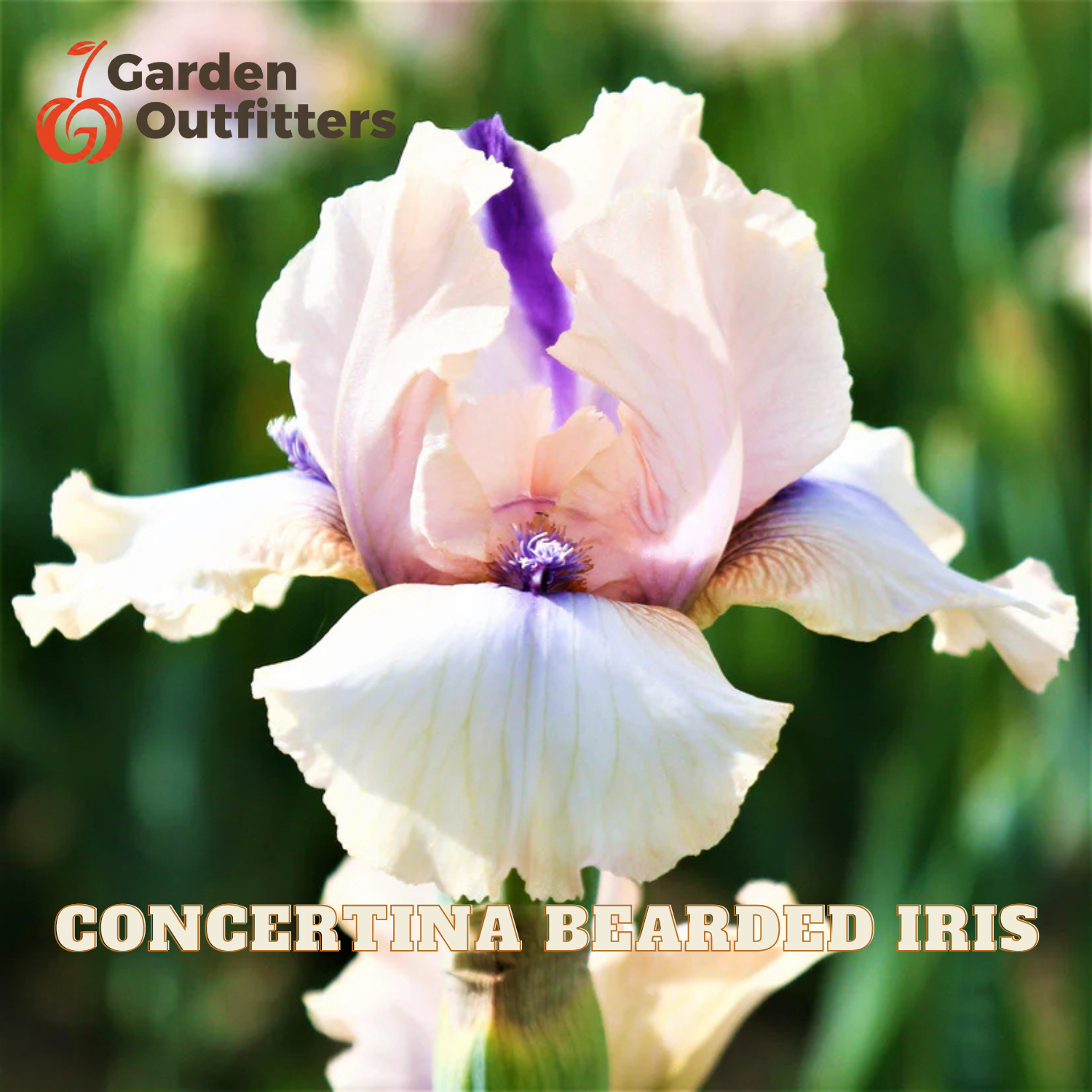 A close-up of a Concertina Bearded Iris flower with pale blush and white petals, a prominent purple stripe, and green bearded accents, set against a blurred green garden background. The 'Garden Outfitters' logo is in the top-left corner, and 'CONCERTINA BEARDED IRIS' is written at the bottom.
