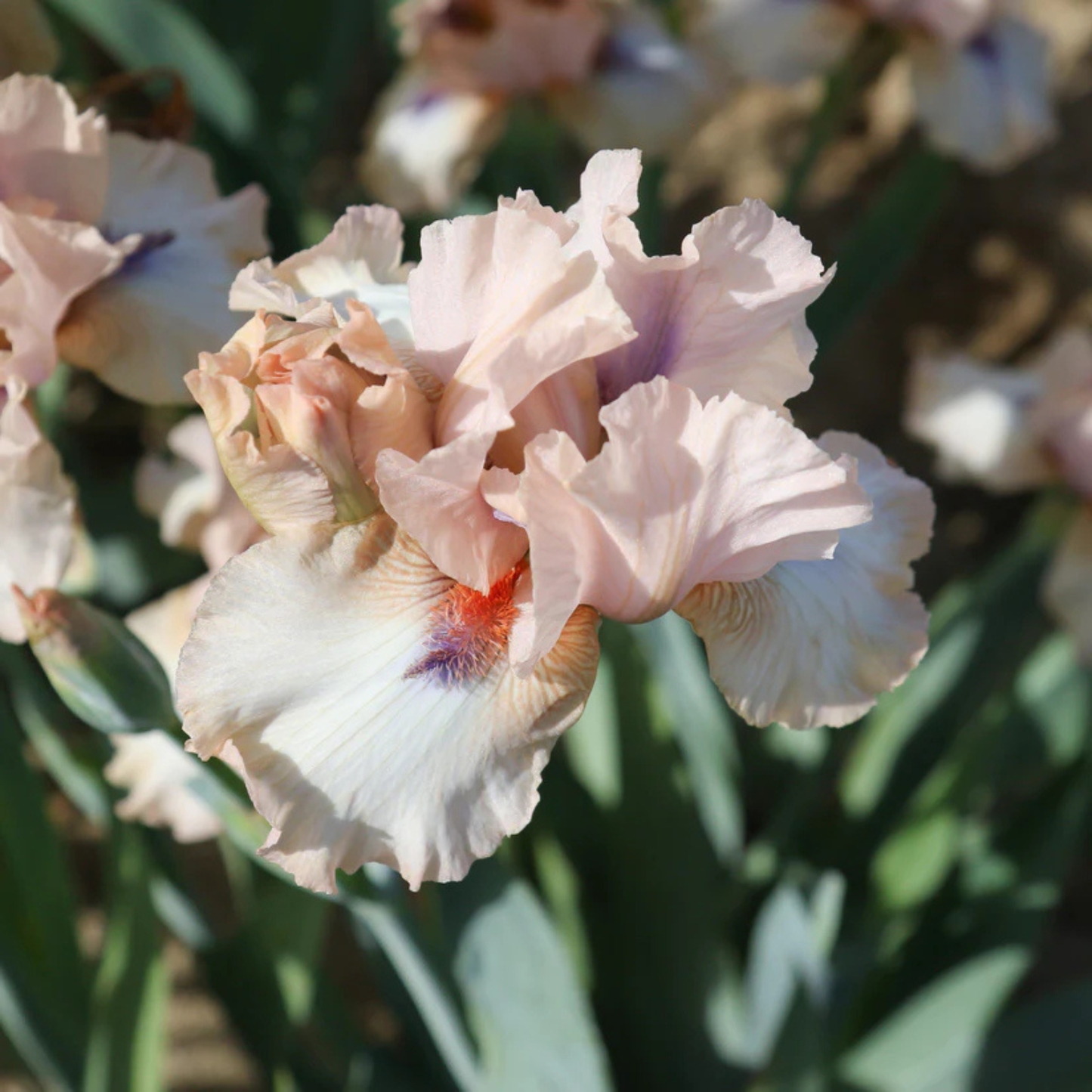 A close-up of pale blush pink iris flowers with white centers and subtle purple-red accents, surrounded by green foliage in a natural outdoor setting.
