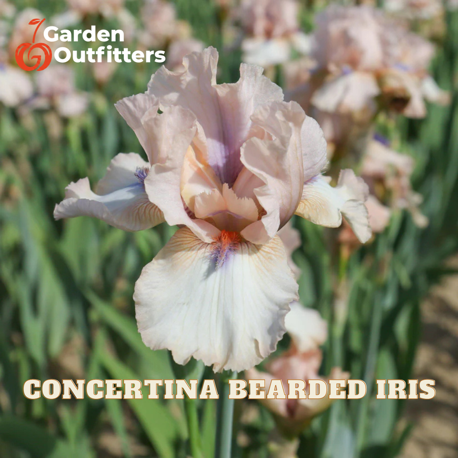 A close-up of a pale pink and cream bearded iris flower in a garden setting, with blurred iris blooms and green foliage in the background. Text overlays read 'Garden Outfitters' and 'CONCERTINA BEARDED IRIS'.