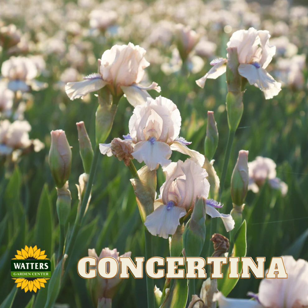 Concertina Bearded Iris - Reblooming