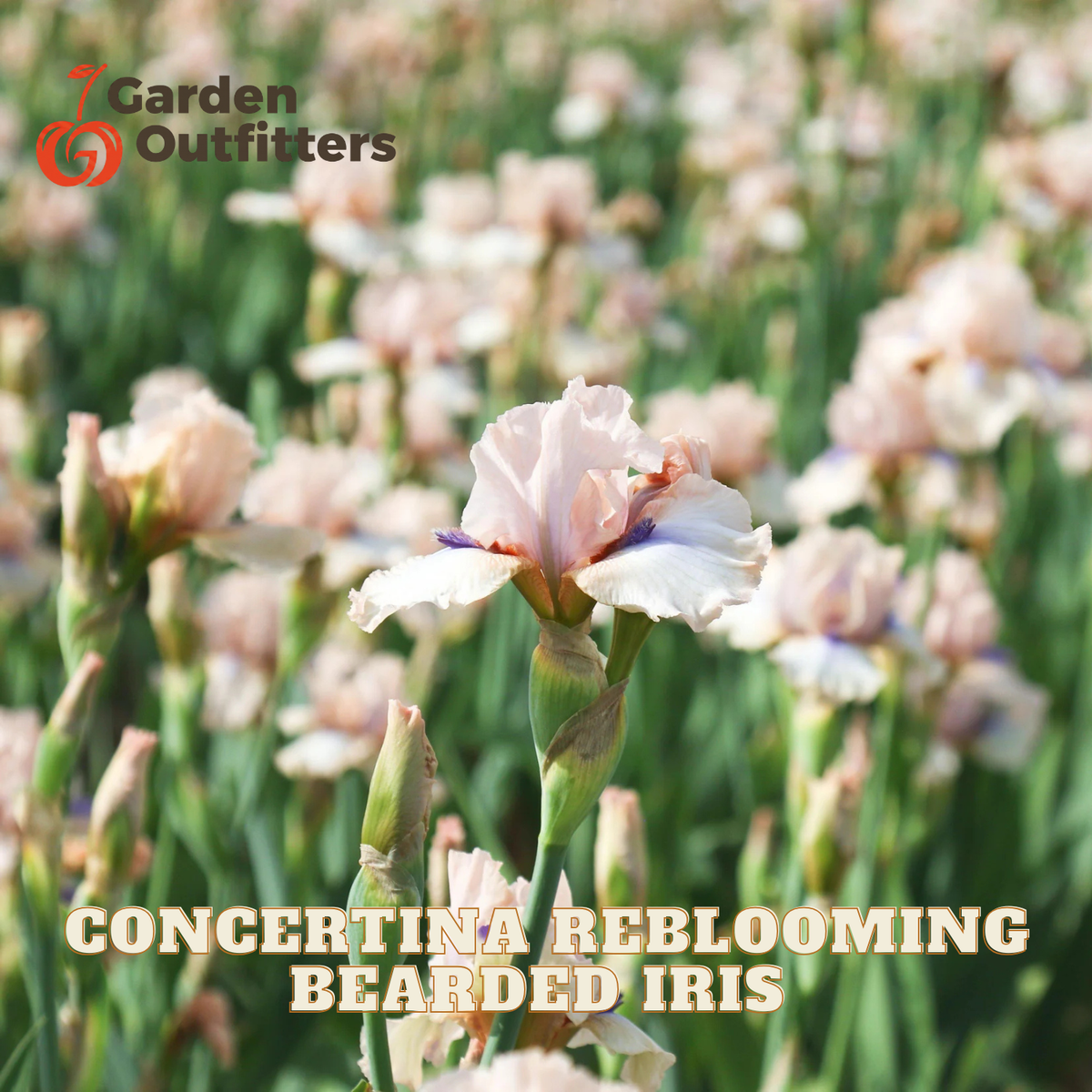 A close-up of a light pink and white bearded iris flower in bloom with green stems, set against a blurred field of similar flowers. Text overlays read 'Garden Outfitters' and 'CONCERTINIA REBLOOMING BEARDED IRIS'.