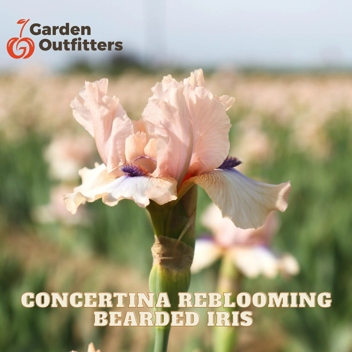 A close-up of a pale blush-beige iris flower with purple accents on a green stem, set against a blurred field of similar flowers. The text 'CONCERTINA REBLOOMING BEARDED IRIS' appears at the bottom, and the Garden Outfitters logo appears in the top left corner.