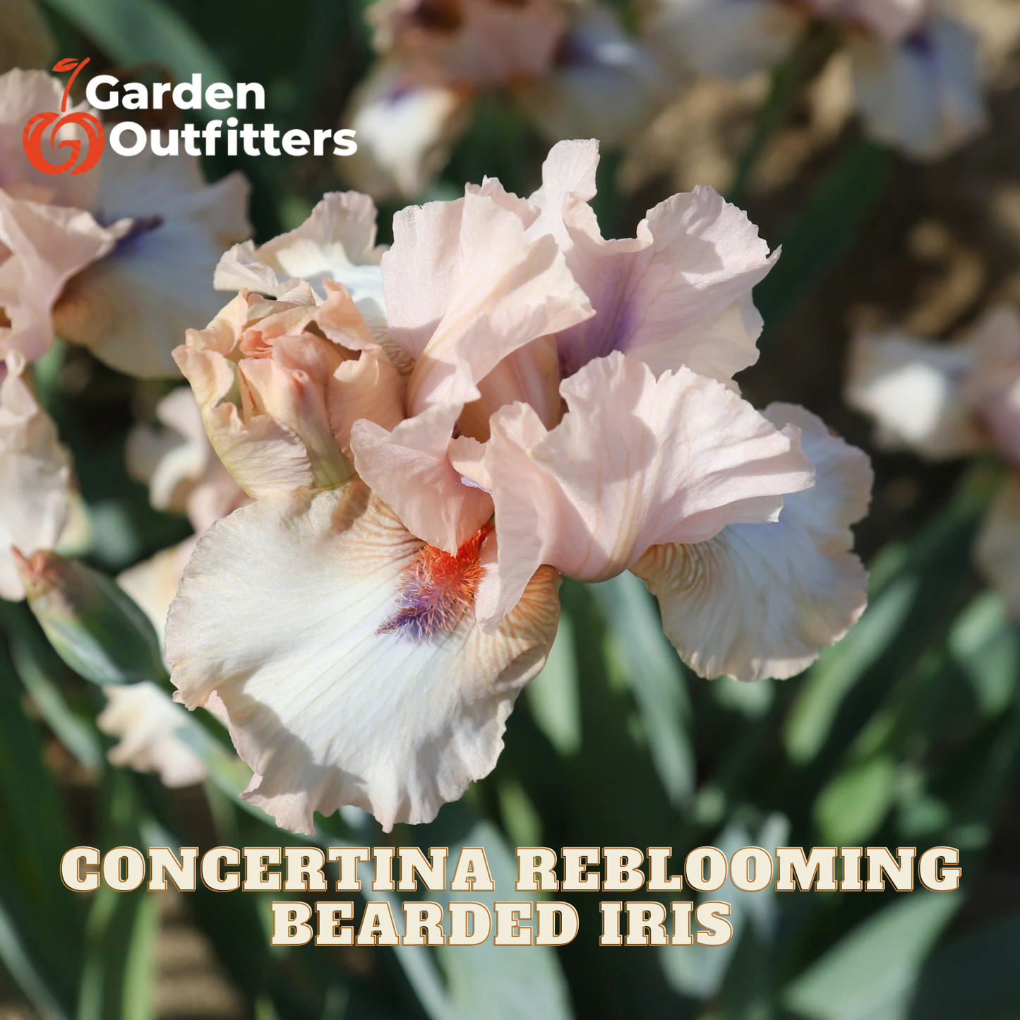 A close-up of a pale pink and white bearded iris flower with a purple center and orange-red spot, shown among green leaves. Text at the bottom reads 'CONCERTINIA REBLOOMING BEARDED IRIS' and the Garden Outfitters logo appears in the top left.