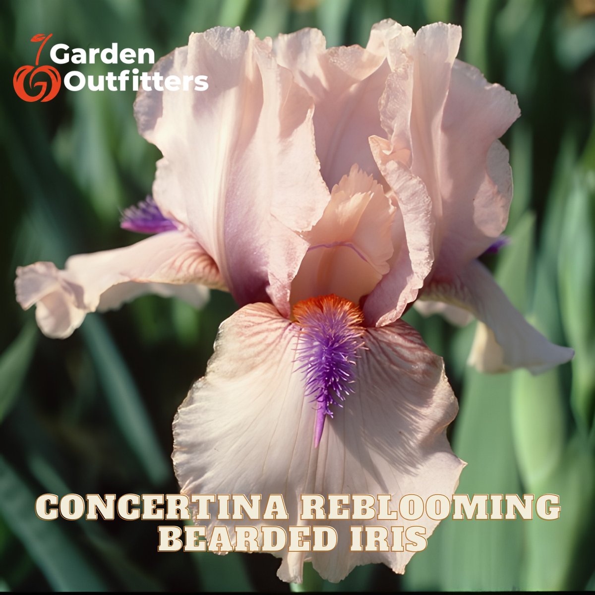 A close-up of a pale blush-beige bearded iris flower with purple and orange center details, photographed outdoors against green foliage. The text 'Garden Outfitters' appears in the top left, and 'CONCERTINATA REBLOOMING BEARDED IRIS' is written across the bottom.