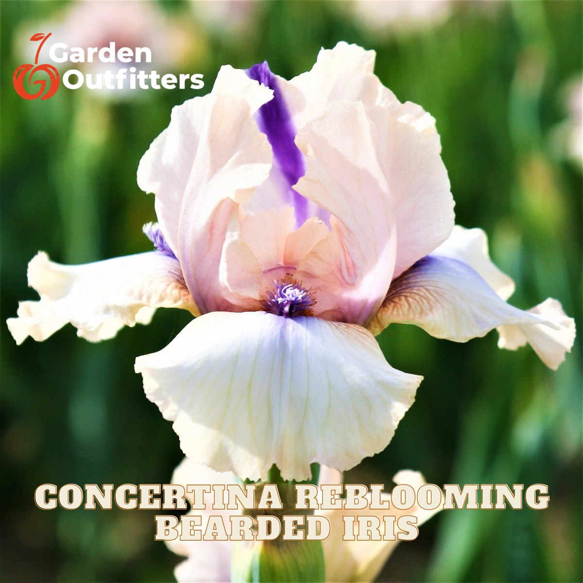 A close-up of a blooming iris flower with pale cream petals and a purple inner stripe, set against a blurred green garden background. Text at the bottom reads 'CONCERTINIA REBLOOMING BEARDED IRIS' and the Garden Outfitters logo appears in the top left.