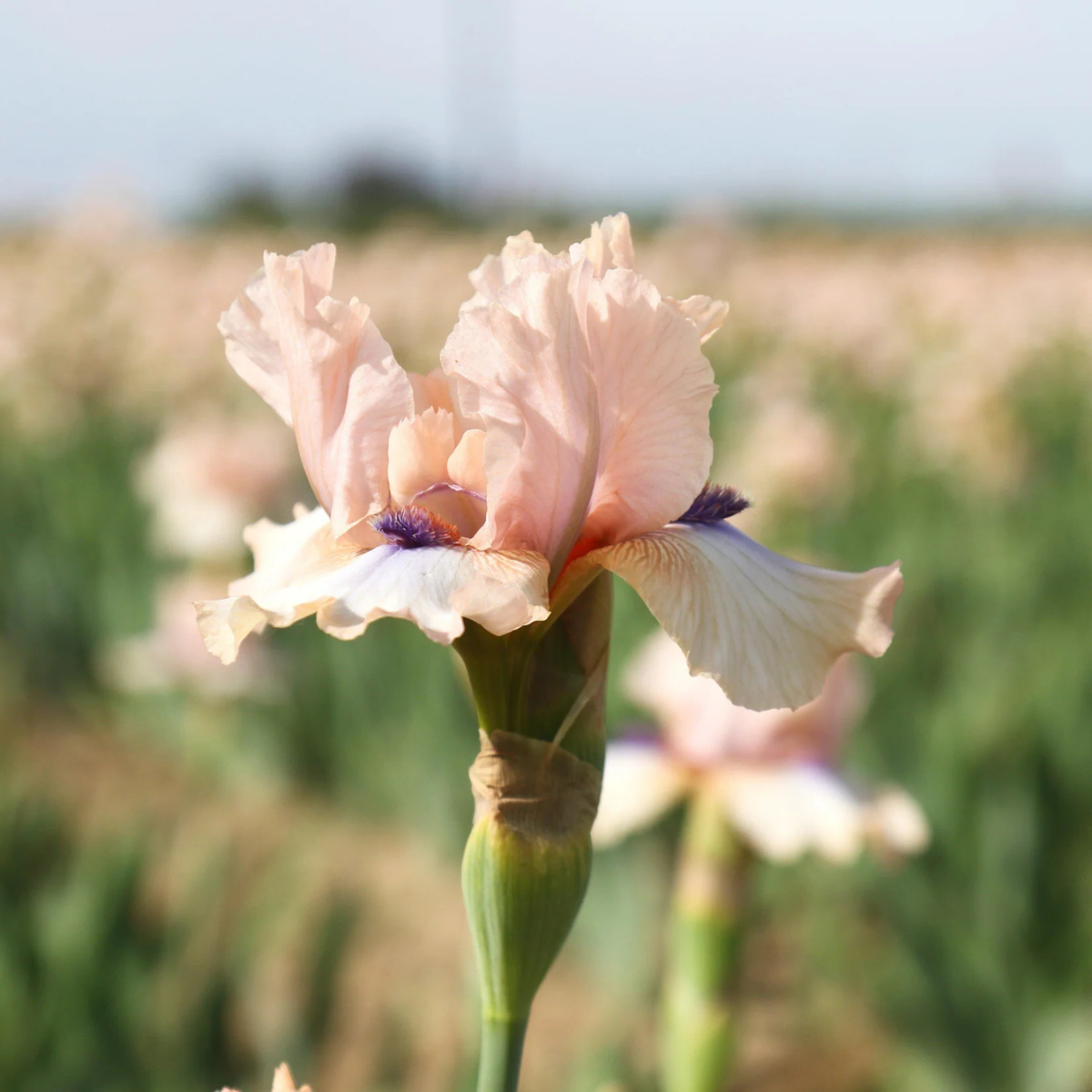A close-up of a pale blush pink iris flower with white edges and a purple center, standing in a blurred field of similar flowers.