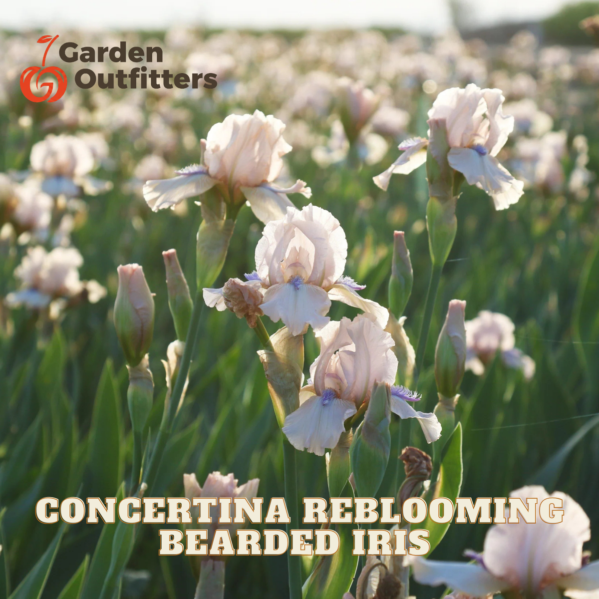 A field of light pink and white bearded iris flowers in bloom with green foliage, featuring the Garden Outfitters logo and the text 'CONCERTINETA REBLOOMING BEARDED IRIS' overlaid on the image.