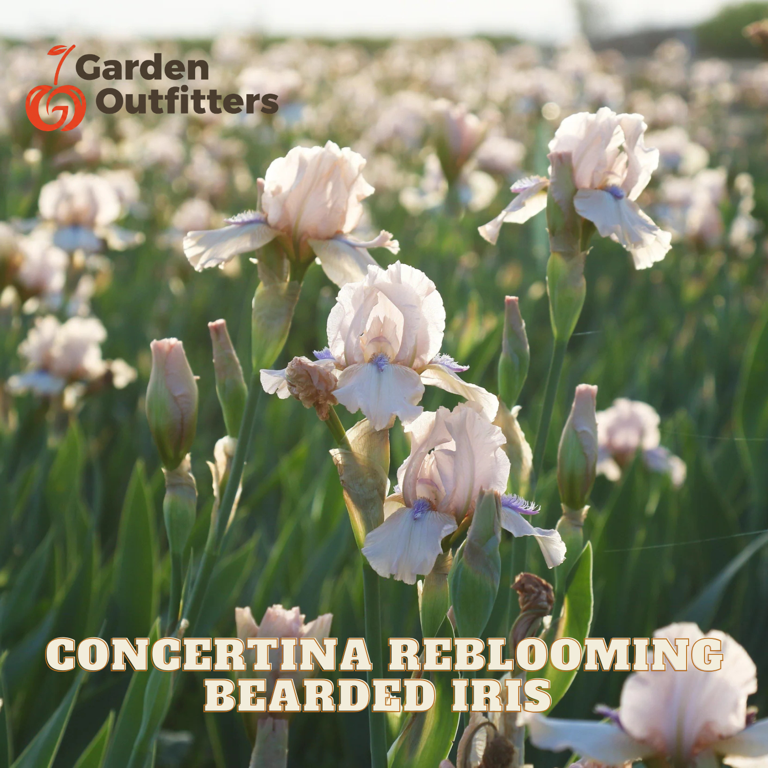 A field of light pink and white bearded iris flowers in bloom with green foliage, featuring the Garden Outfitters logo and the text 'CONCERTINETA REBLOOMING BEARDED IRIS' overlaid on the image.