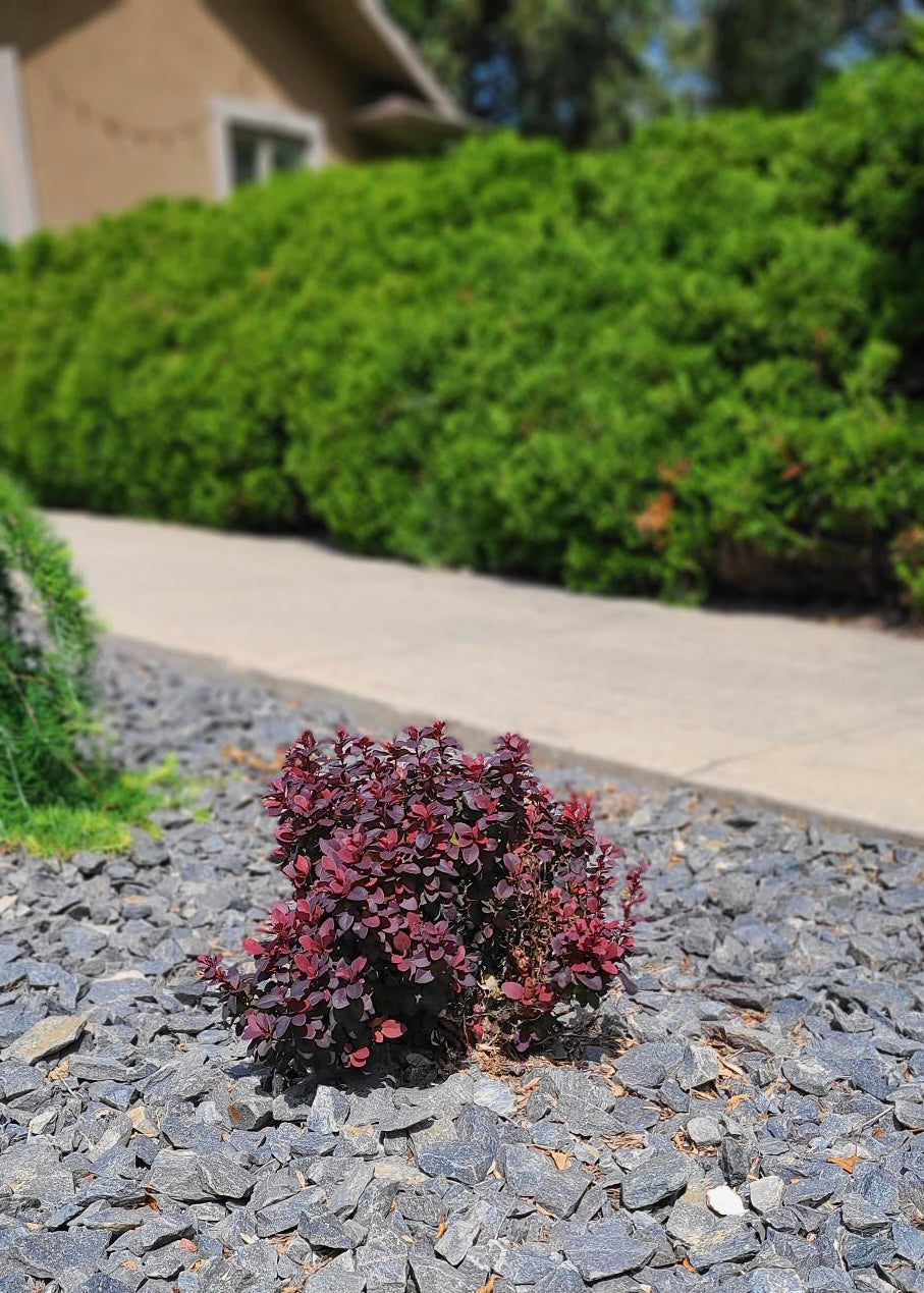 CONCORDE BARBERRY 3gal