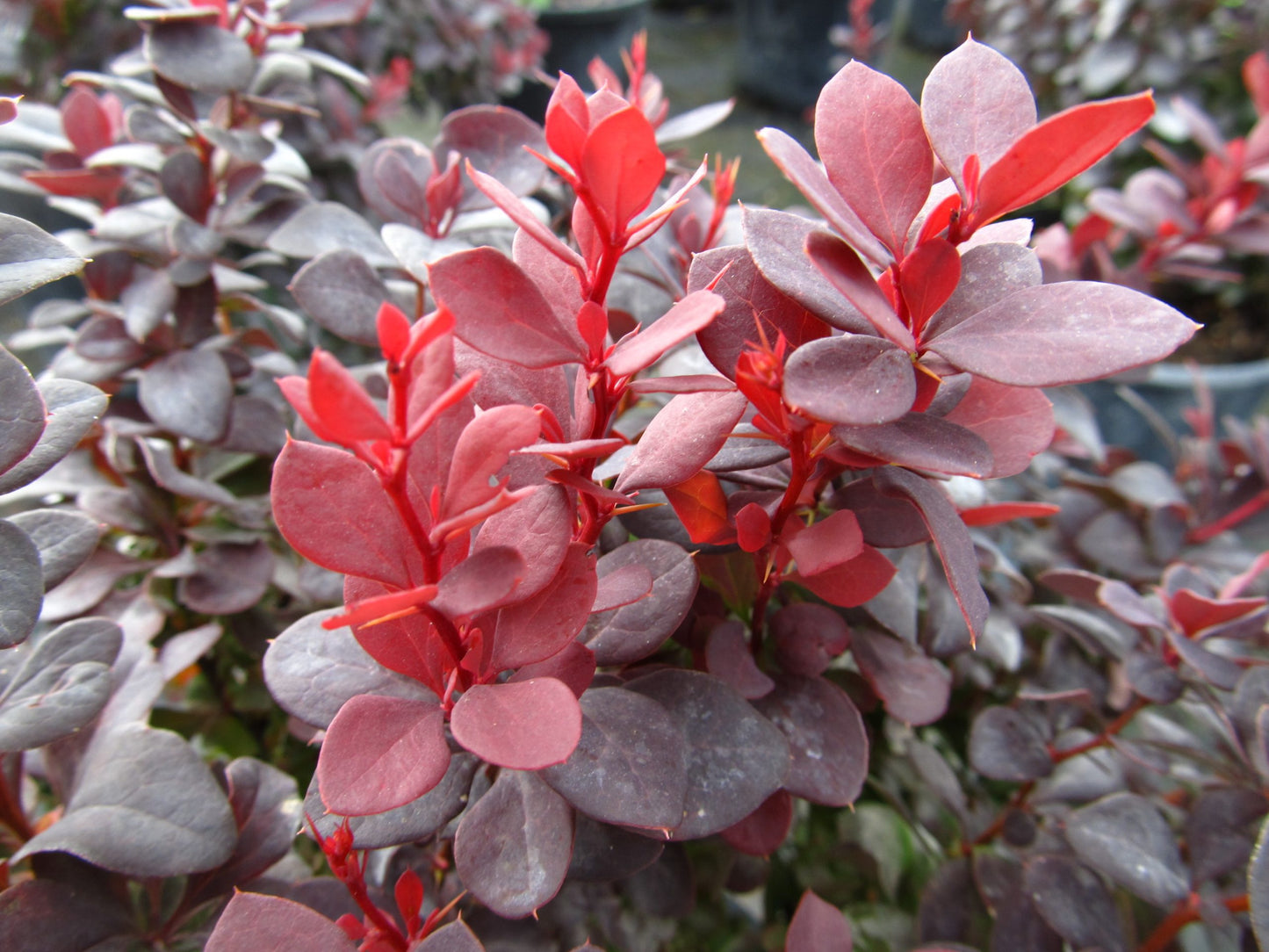 CONCORDE BARBERRY 3gal