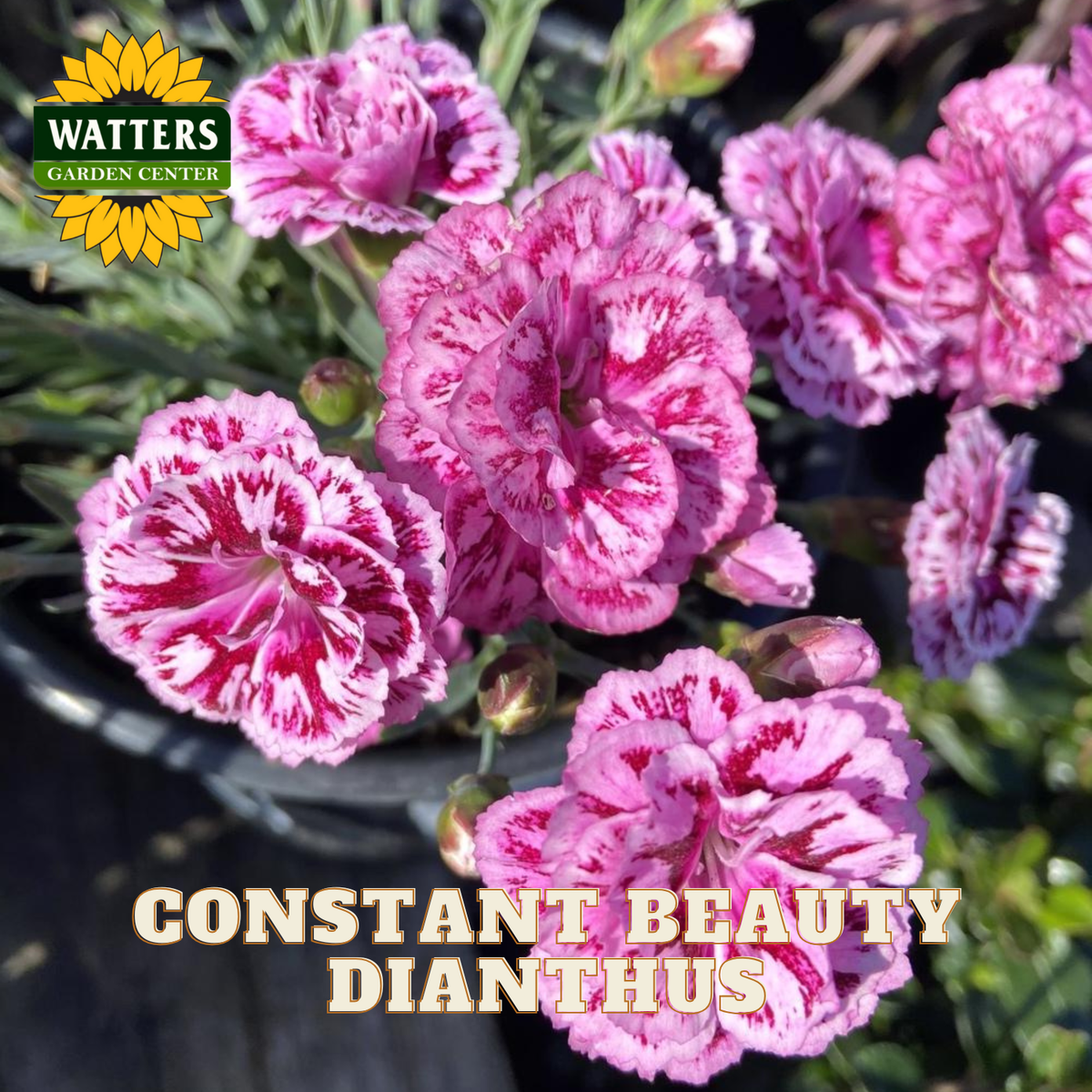 Pink dianthus flowers with 'Watters Garden Center' logo and text overlay.