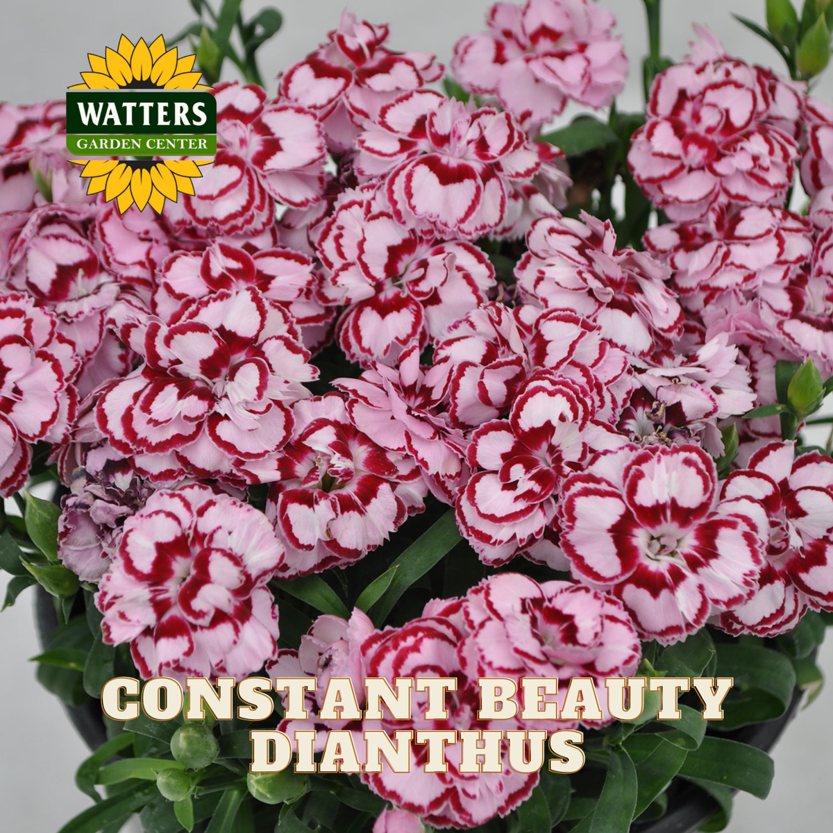 Bouquet of pink and red flowers with Watters Garden Center logo and text 'Constant Beauty Dianthus'.