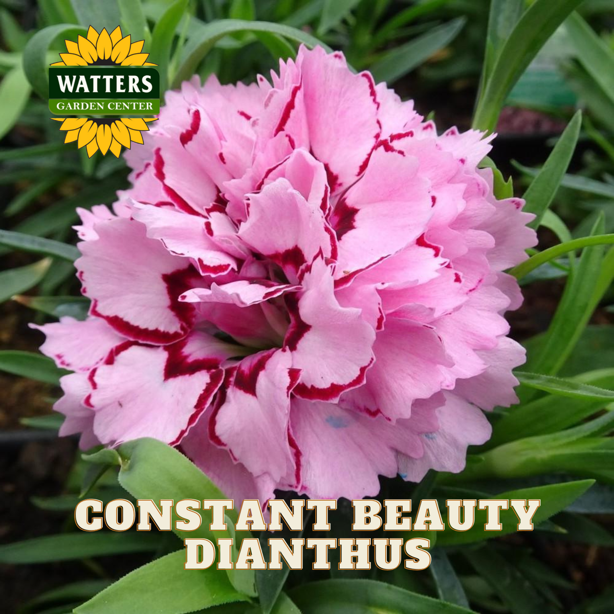 Pink dianthus flower with green leaves and Watters Garden Center logo.