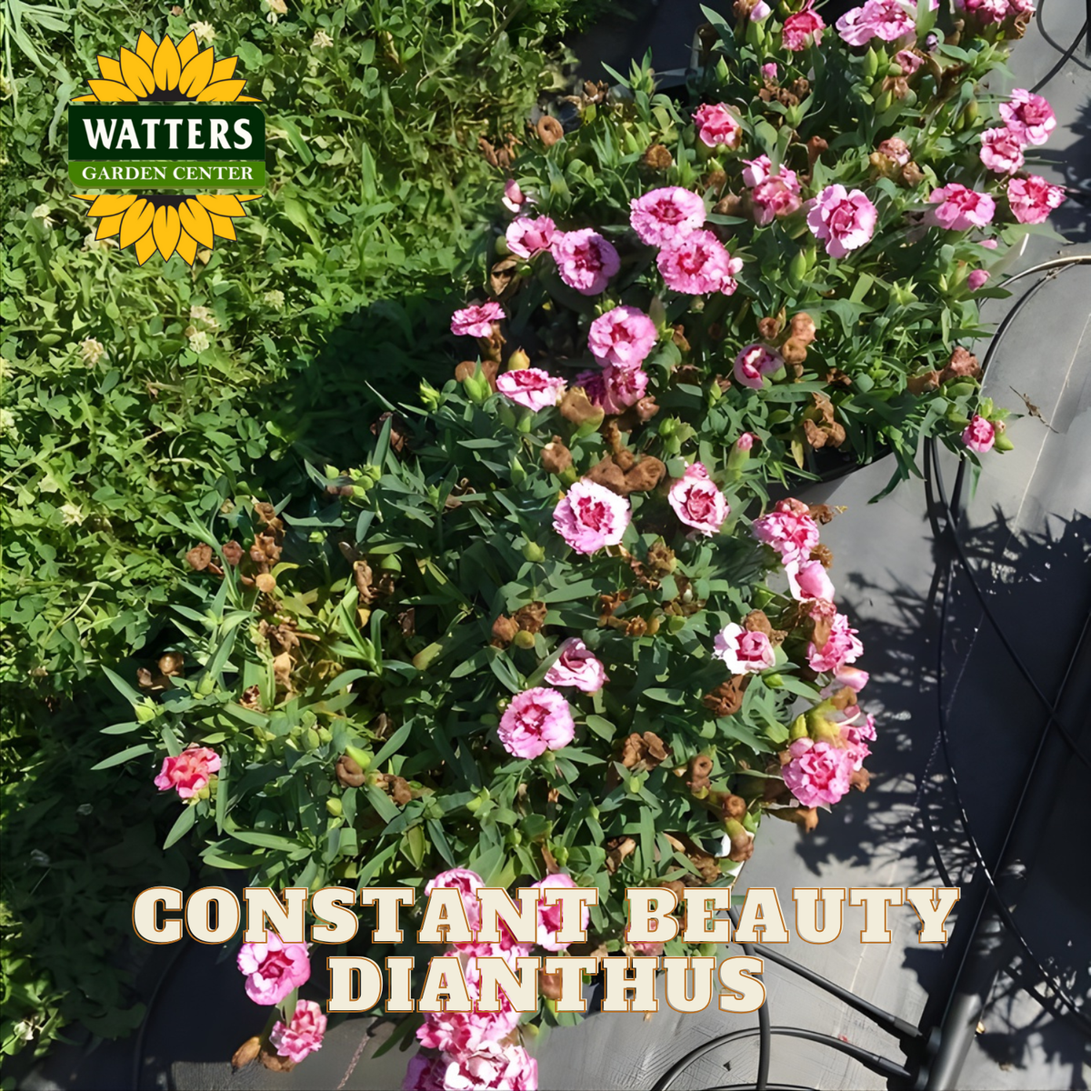 Potted plant with pink flowers labeled 'Constant Beauty Dianthus' by Watters Garden Center.