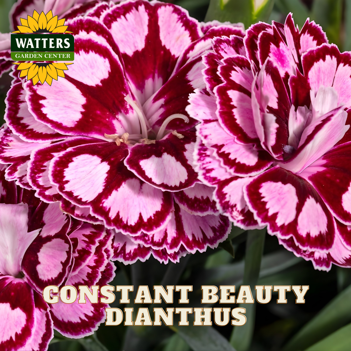 Pink and red striped dianthus flowers with Watters Garden Center logo.