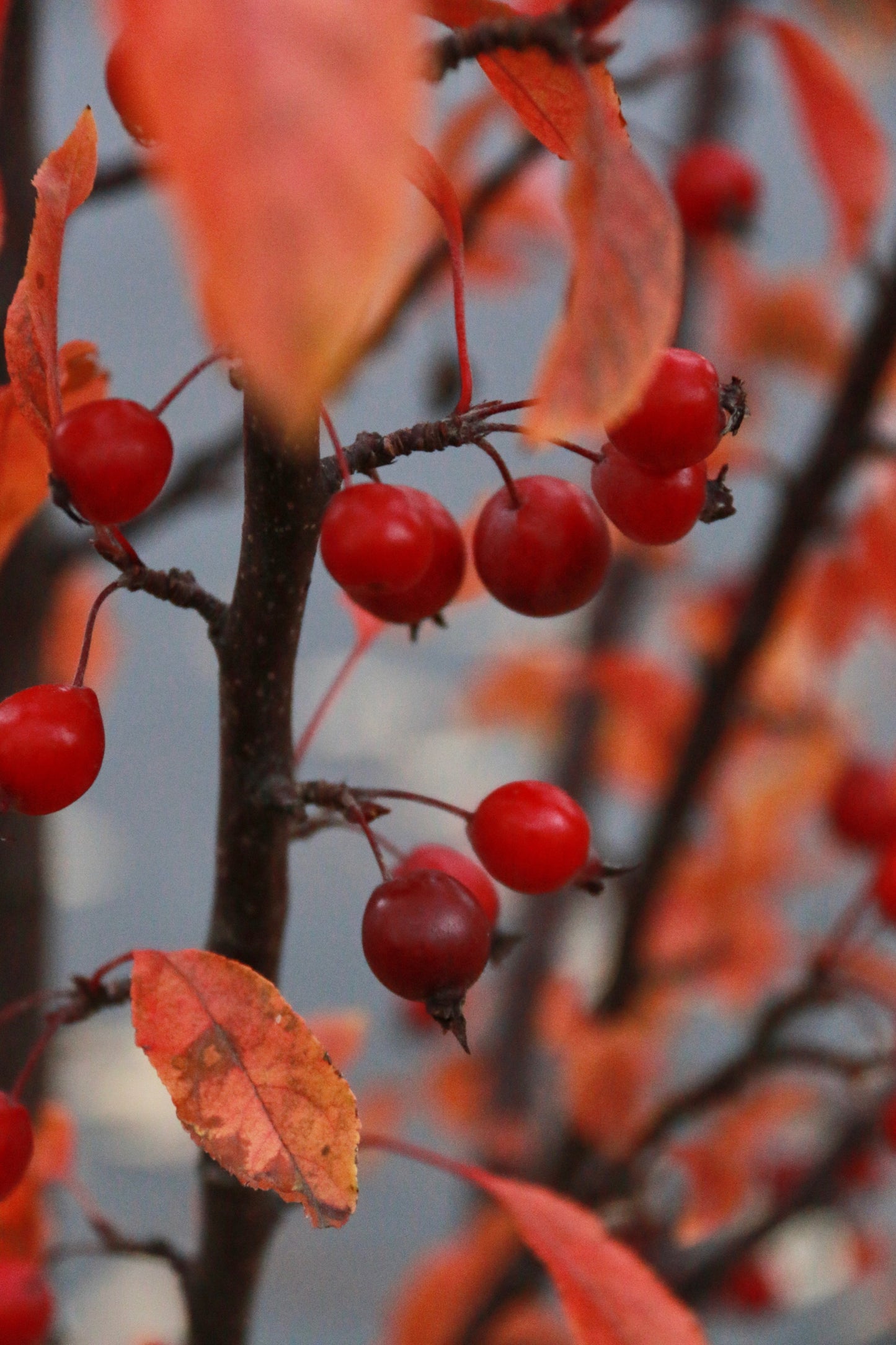 RASPBERRY SPEAR CRABAPPLE 20gal