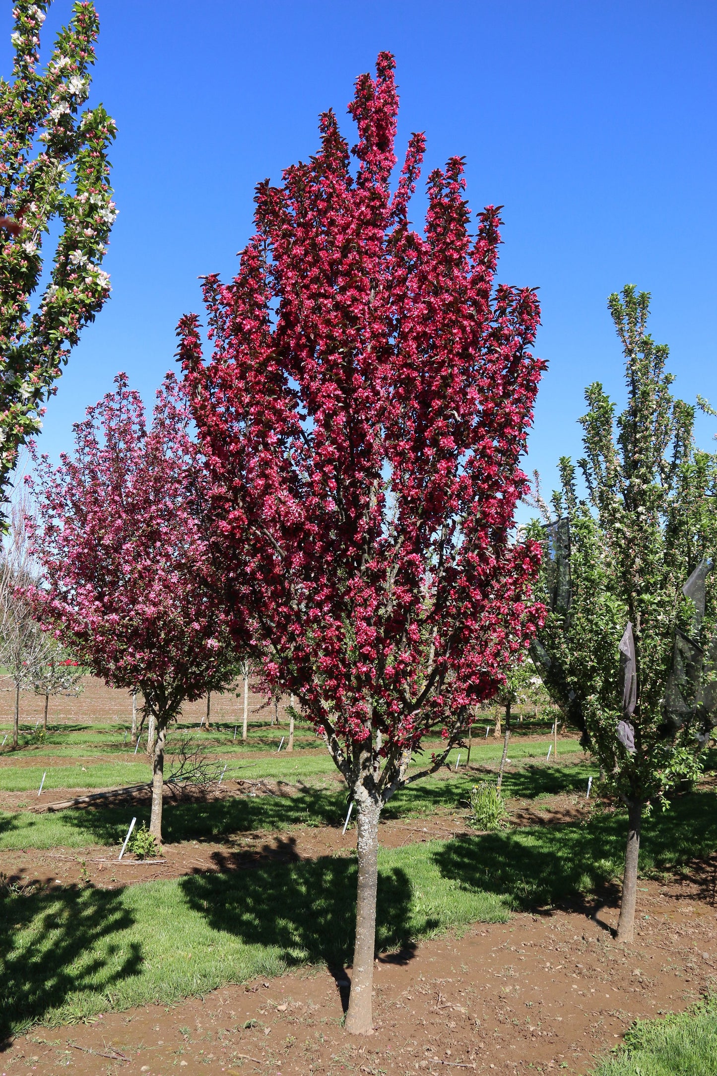RASPBERRY SPEAR CRABAPPLE 20gal