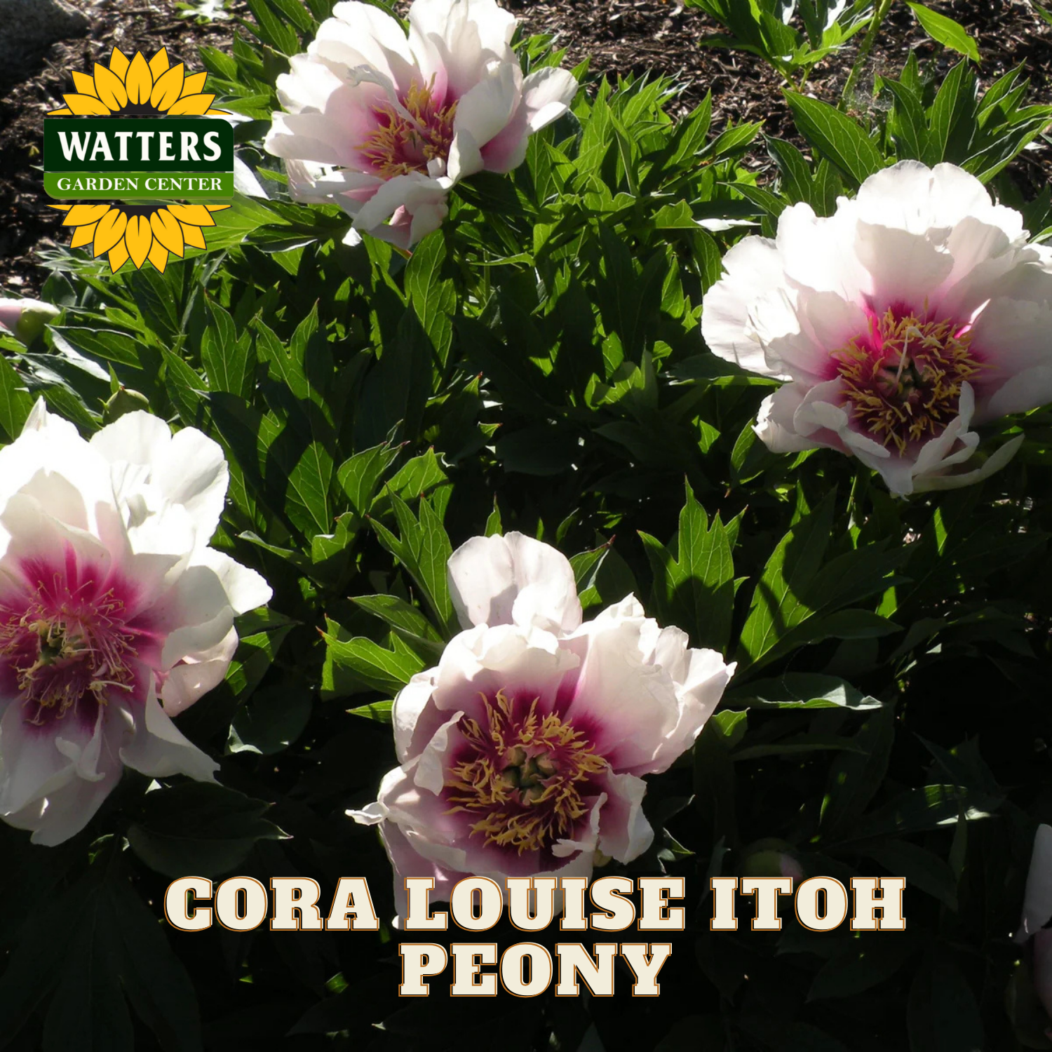 White and pink peony flowers with 'Cora Louise Itoh Peony' text and Watters Garden Center logo.
