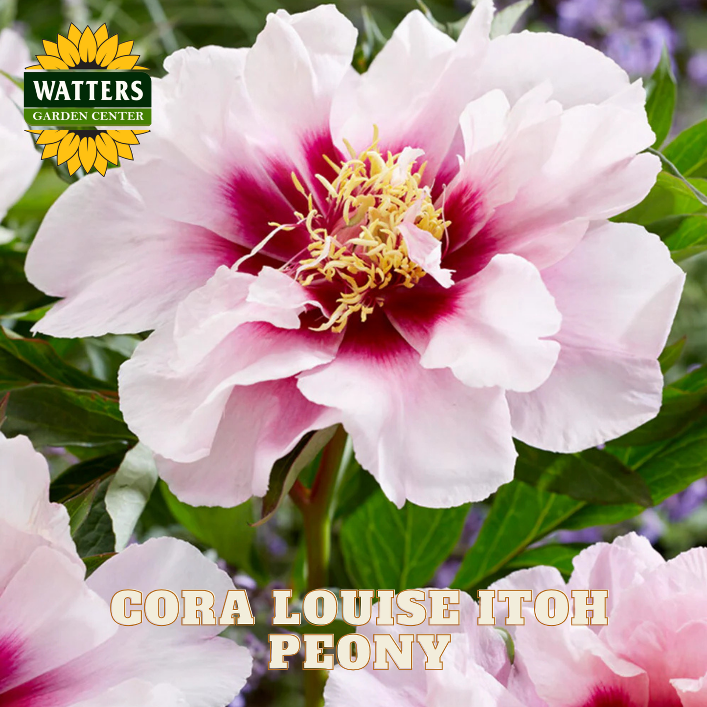 Pink peony flower with 'Watters Garden Center' logo and 'Cora Louise Itoh Peony' text.