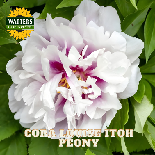 White peony flower with green leaves and Watters Garden Center branding.