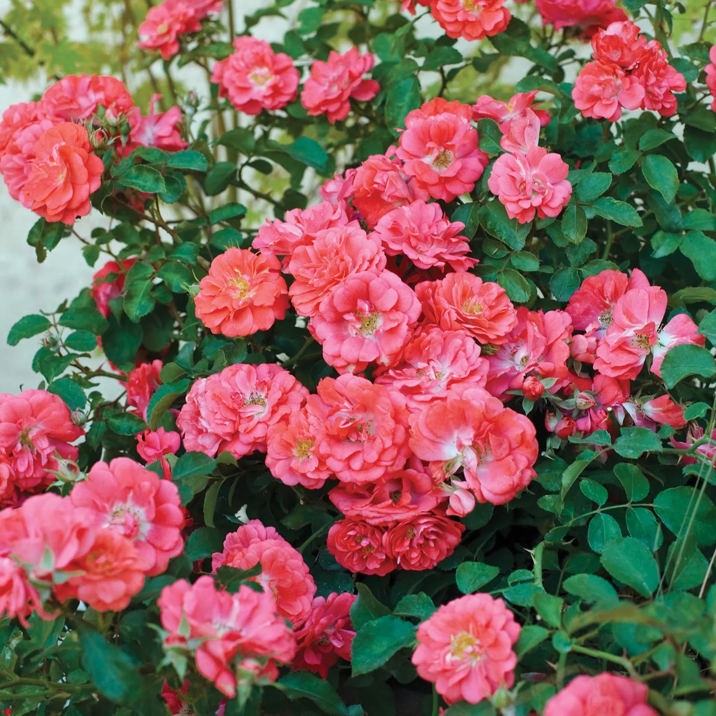 Coral Drift® Rose (ROSE DRIFT CORAL) - 2 gallon
