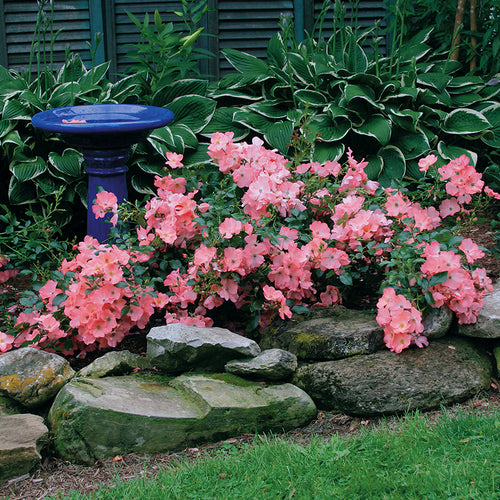 CORAL FLOWER CARPET ROSE 2gal
