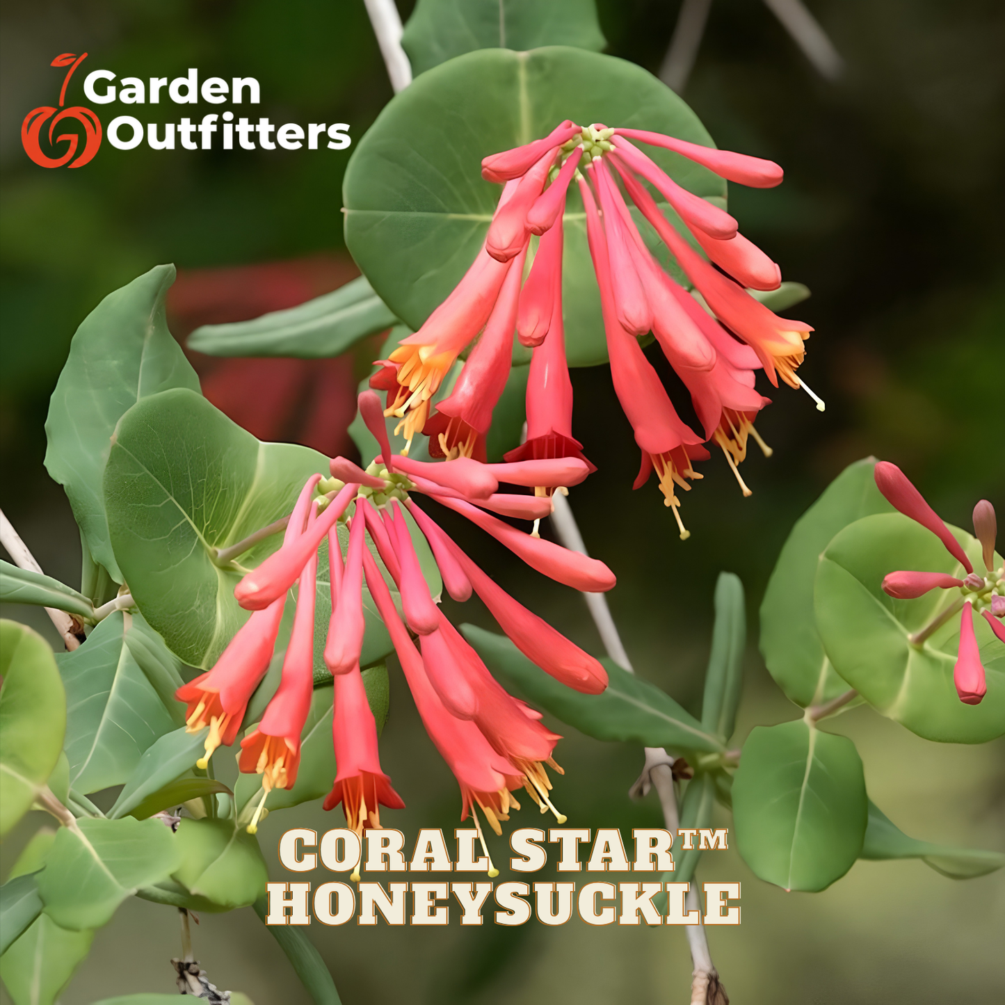 Coral Star Honeysuckle plant with bright coral-red tubular flowers and green leaves, shown in a garden-style close-up with Garden Outfitters branding and product text.